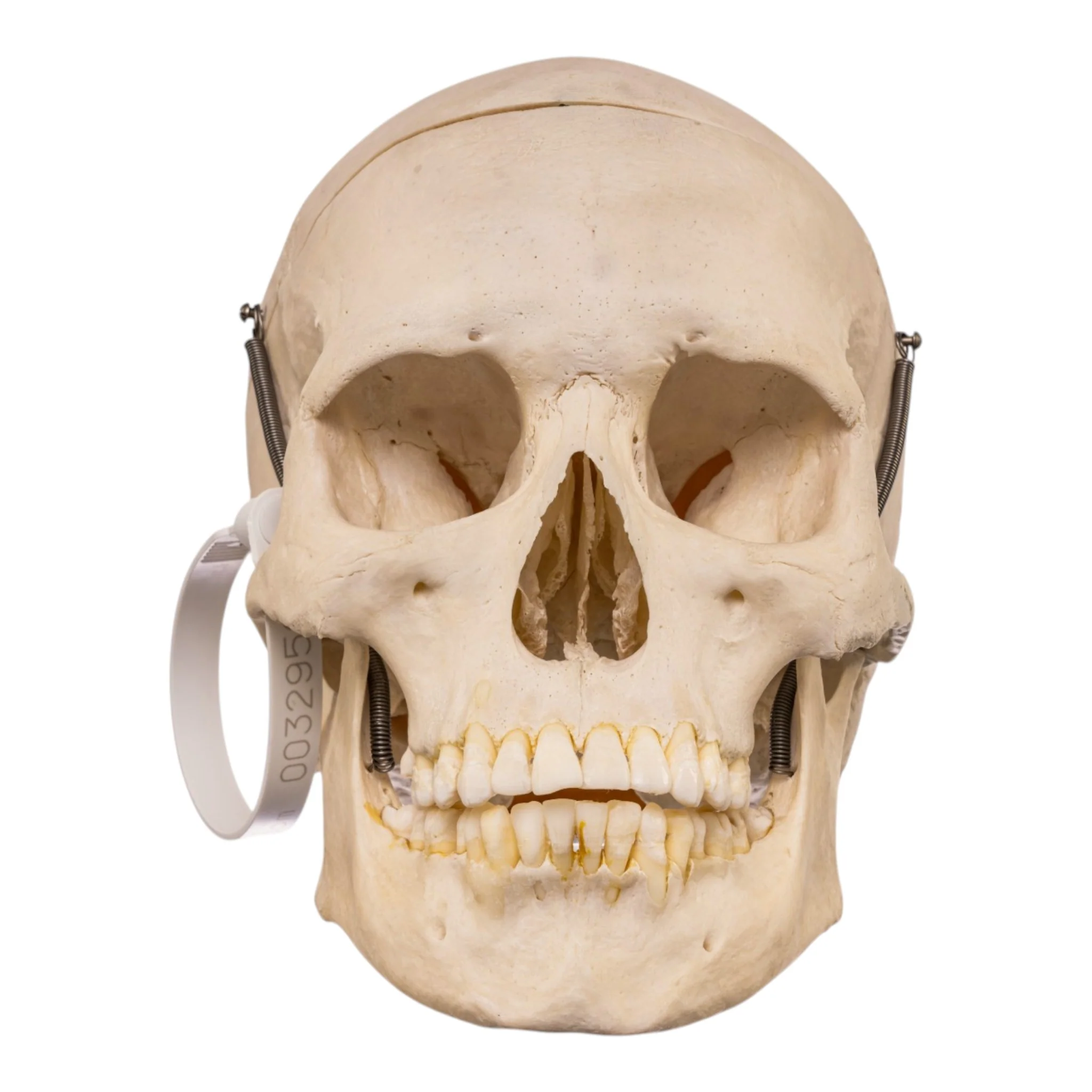 Real Human Skull - Image 3