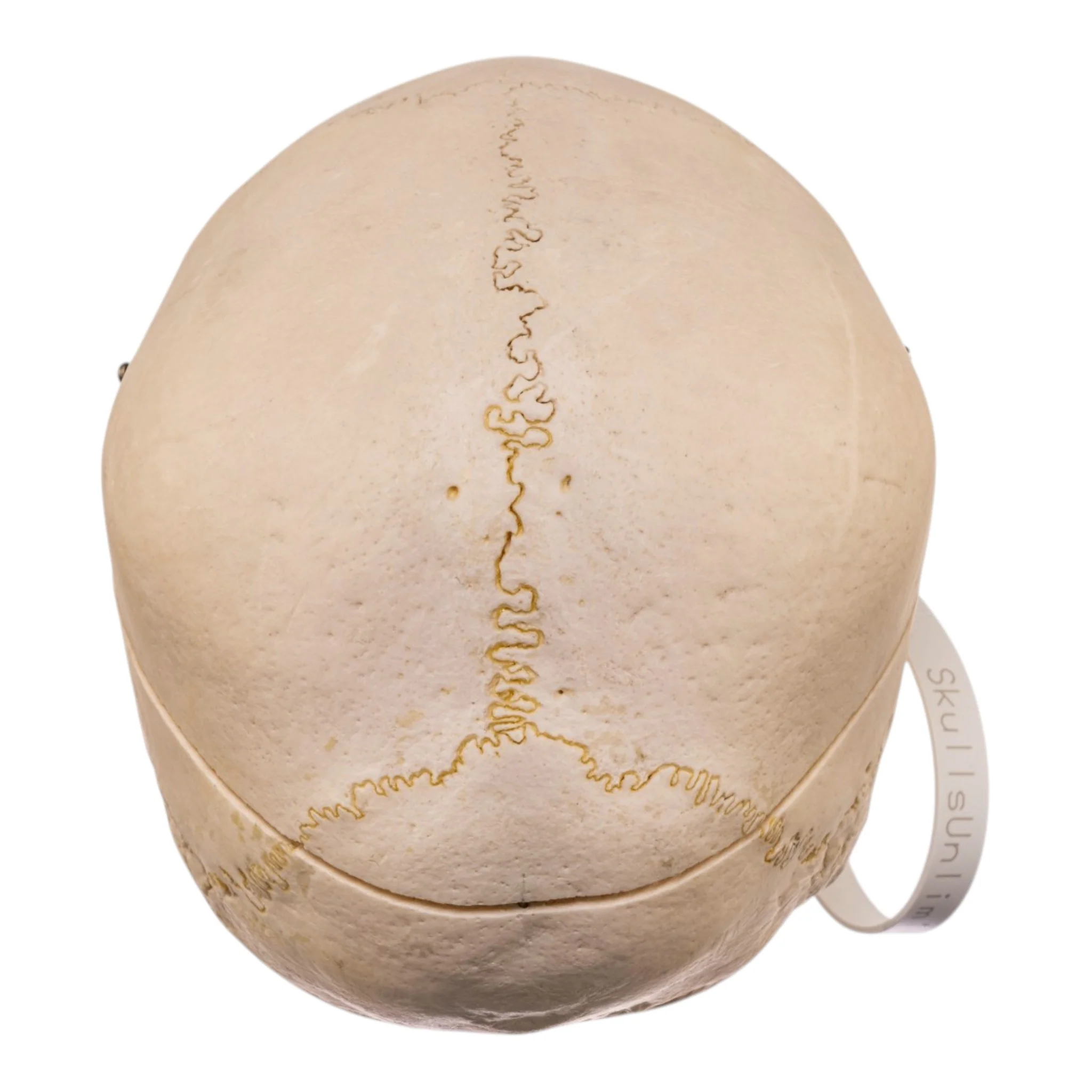 Real Human Skull - Image 5