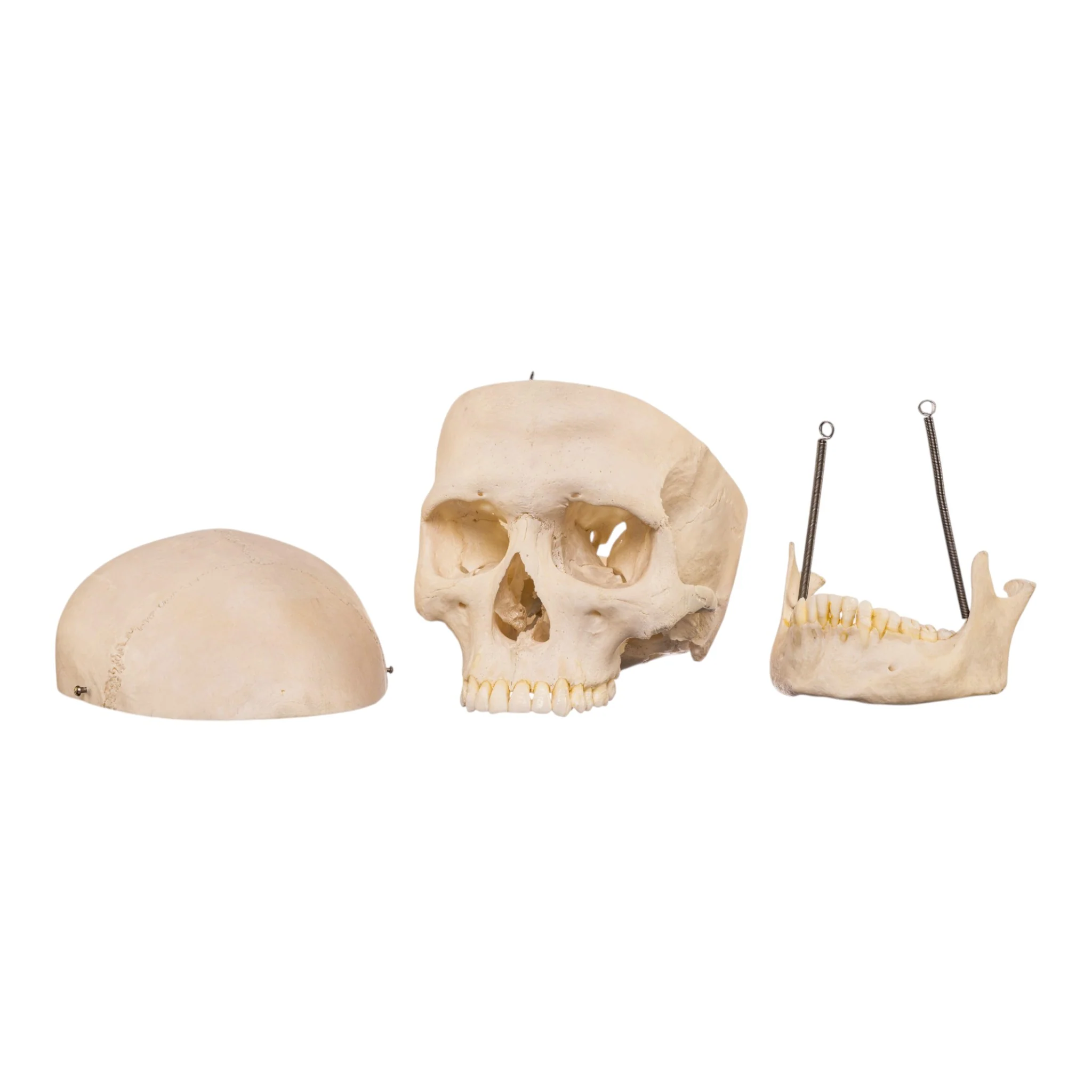 Real Human Skull - Image 7