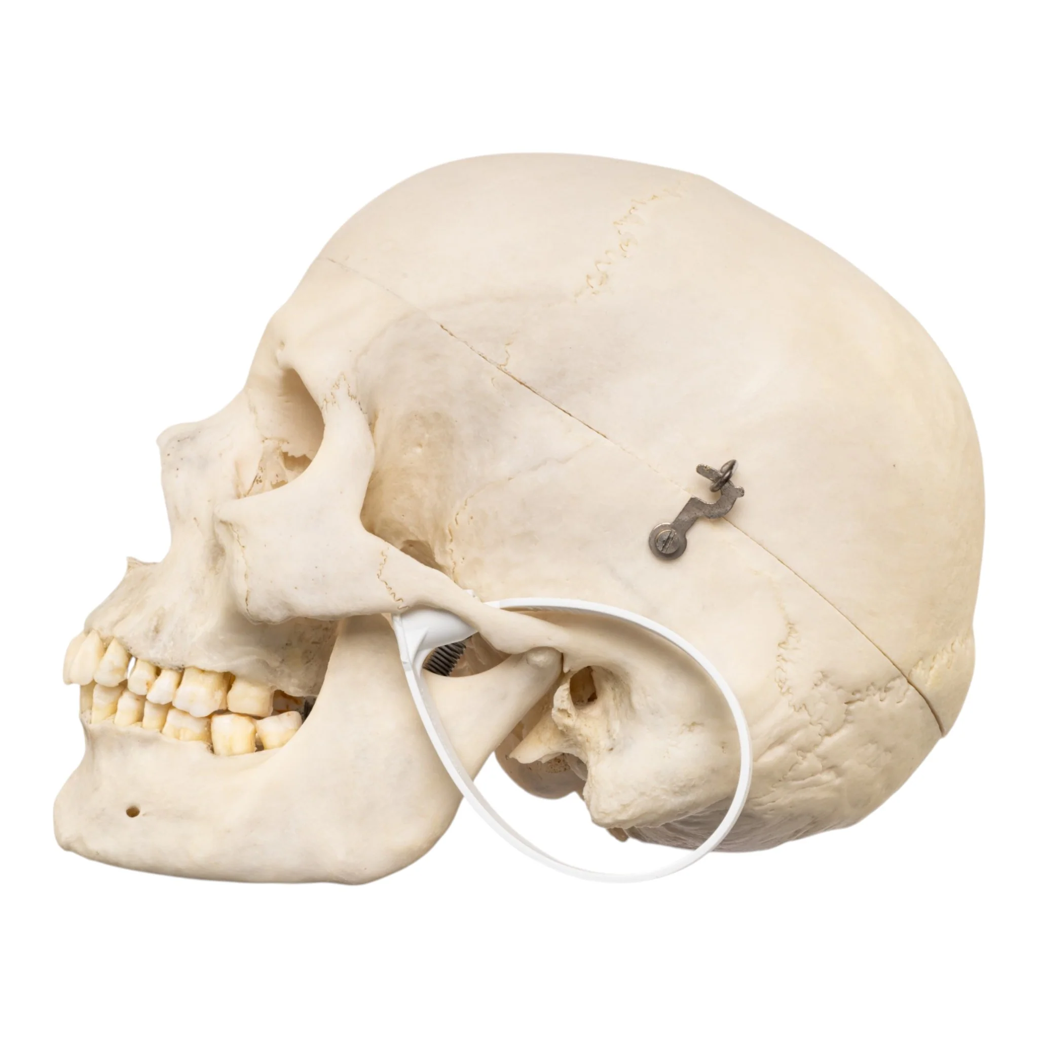 Real Human Skull - Image 4