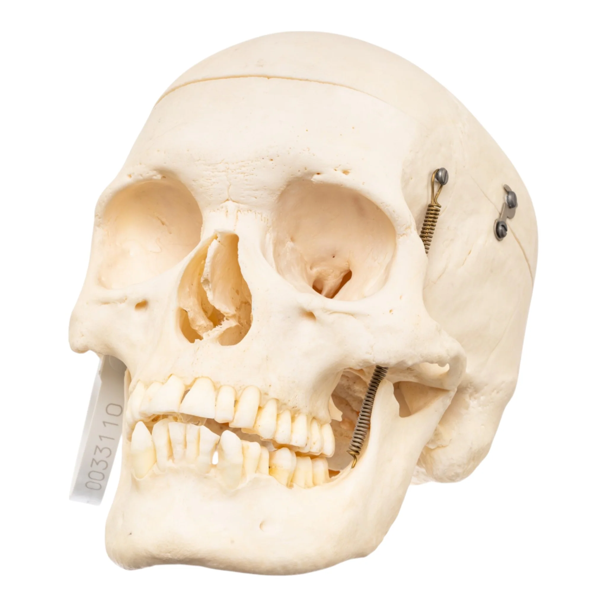 Real Human Skull