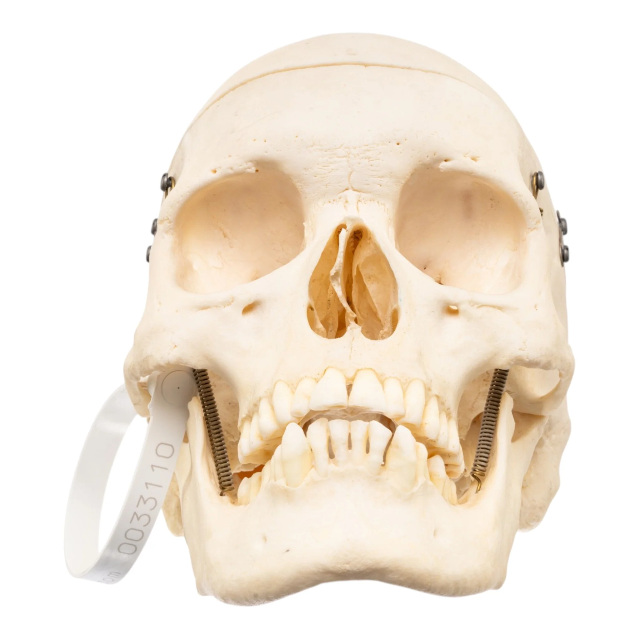 Real Human Skull - Image 3