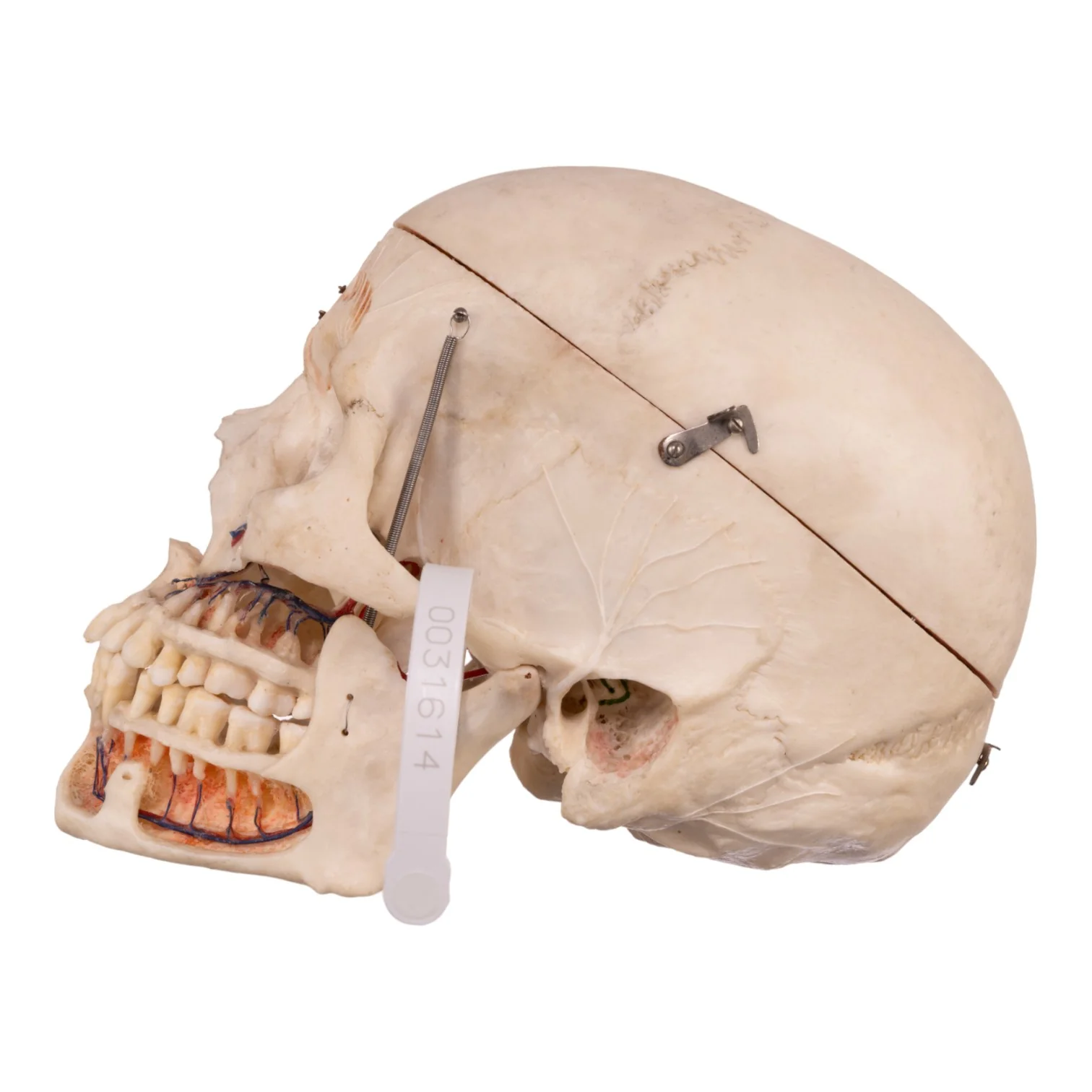 Real Human Dissected Skull with Carrying Case - Image 5