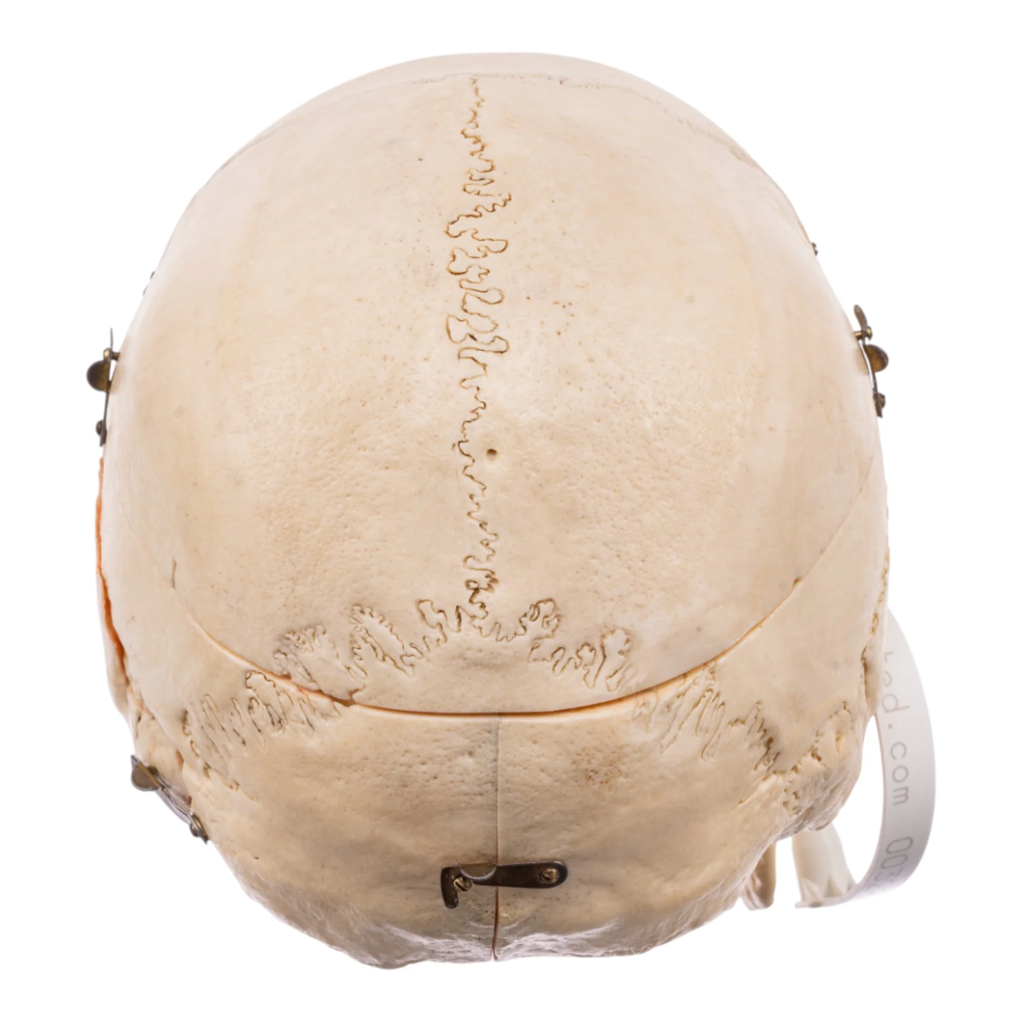 Real Human Skull - Dissected - With Stand - Image 6
