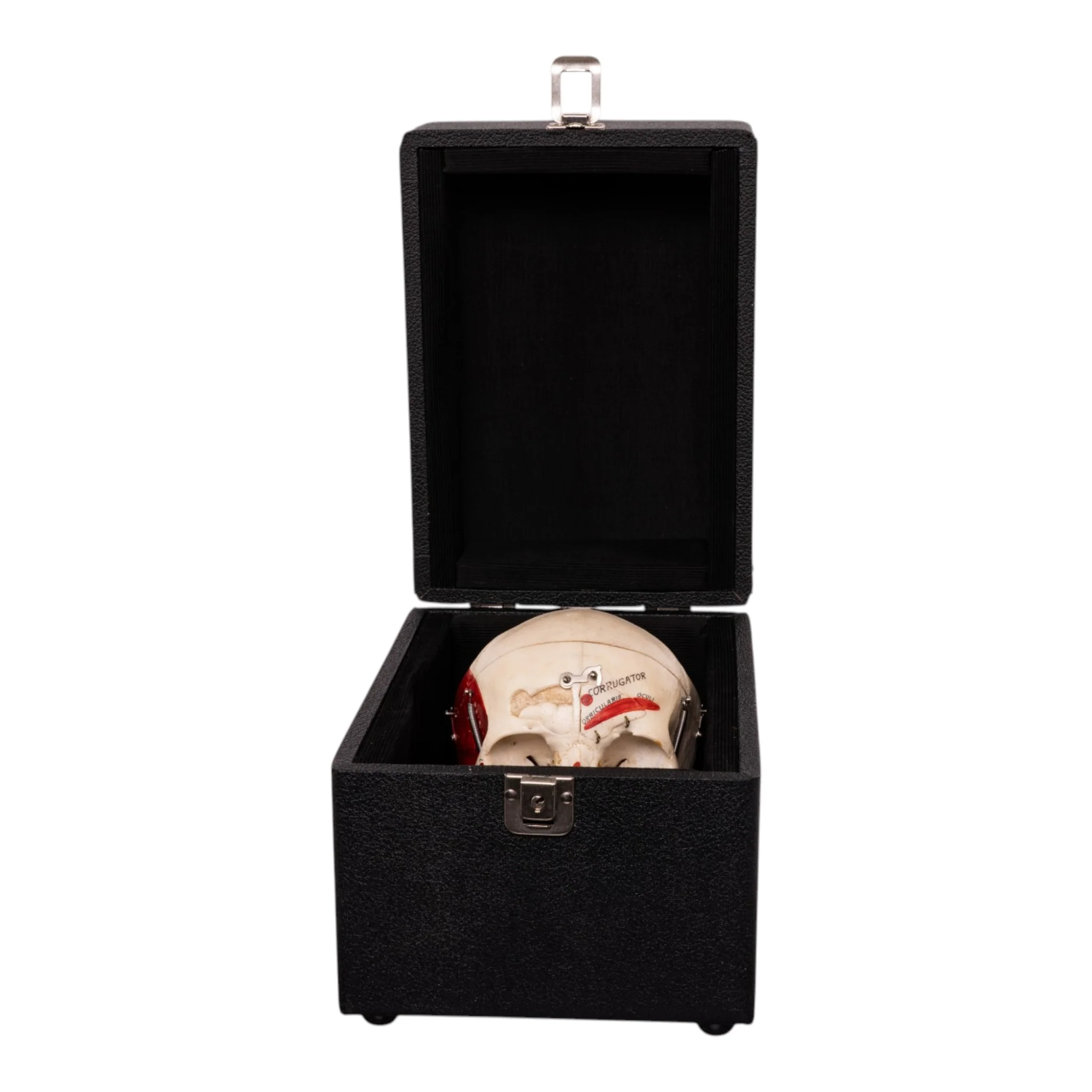 Real Human Dissected Skull in Carrying Case - Image 12