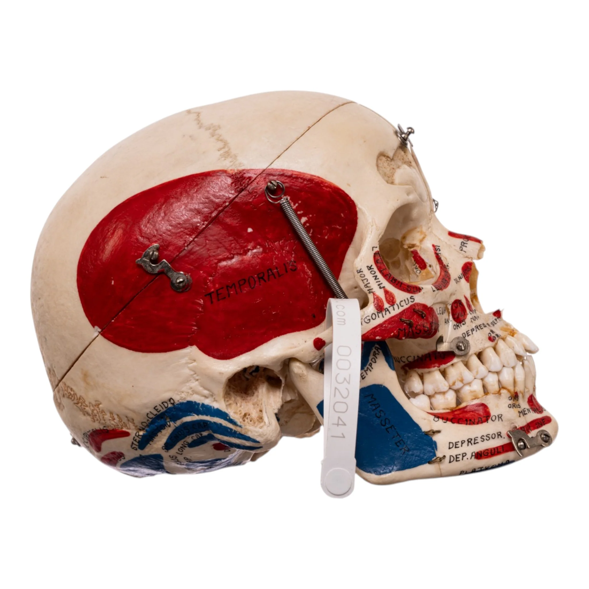 Real Human Dissected Skull in Carrying Case - Image 3