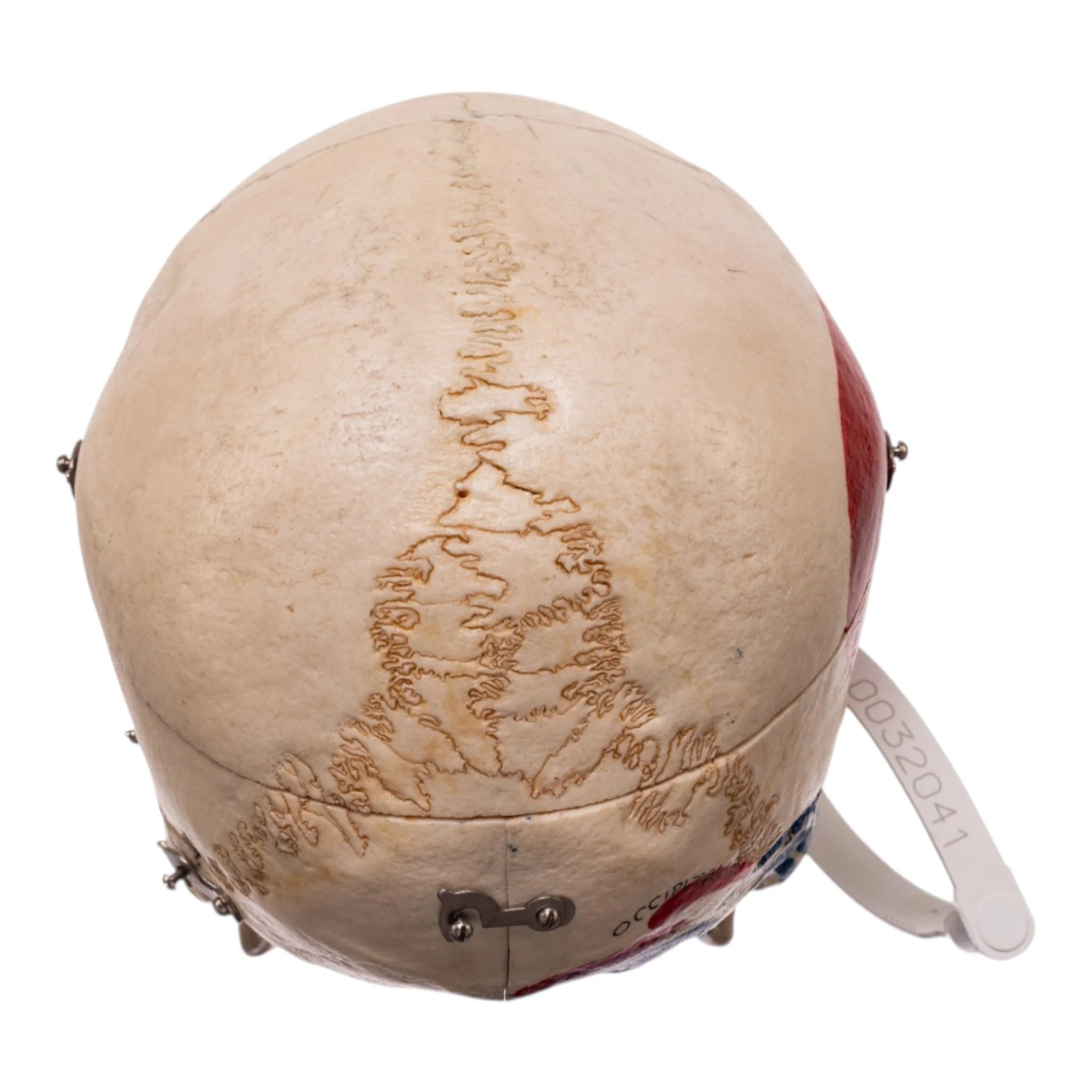 Real Human Dissected Skull in Carrying Case - Image 6