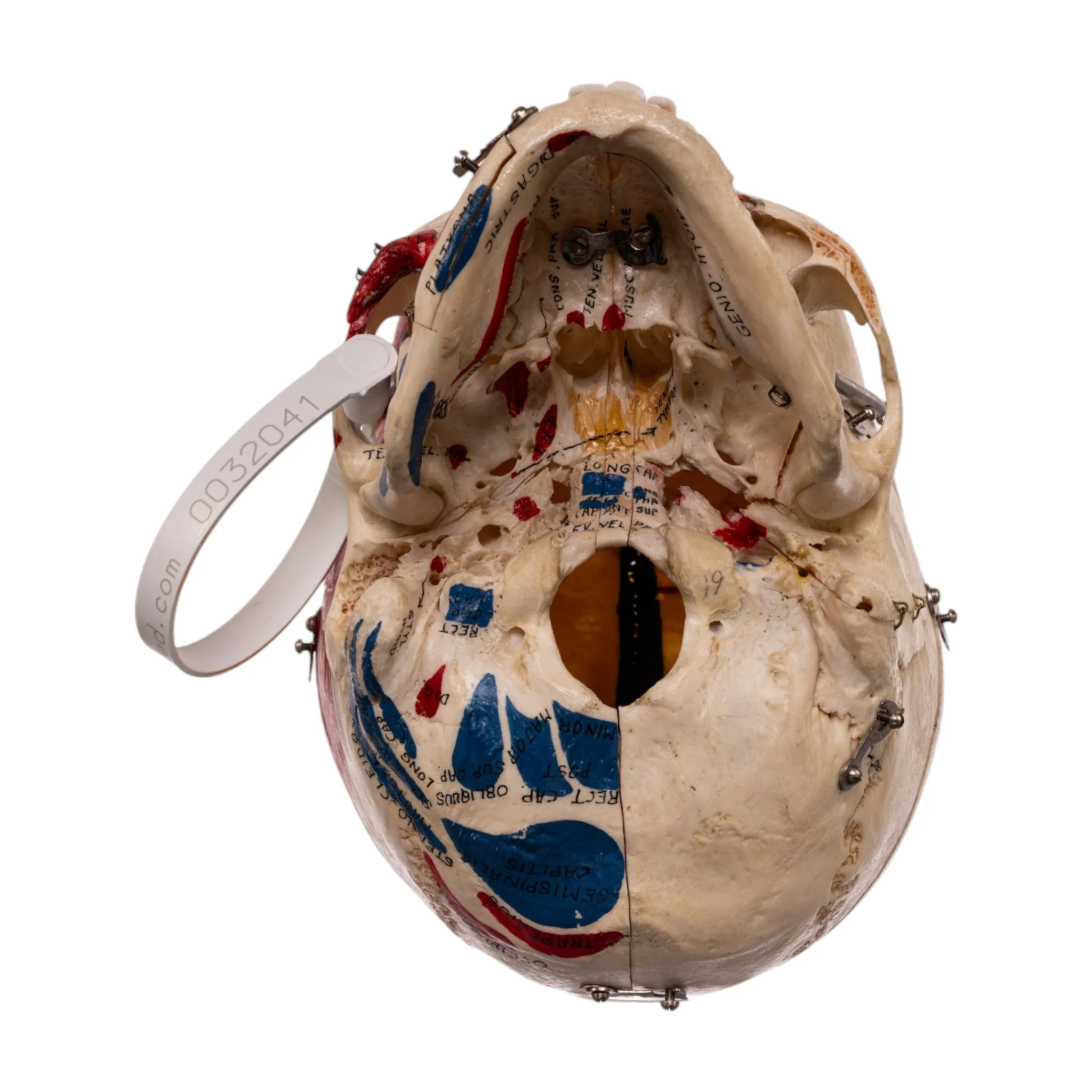 Real Human Dissected Skull in Carrying Case - Image 7