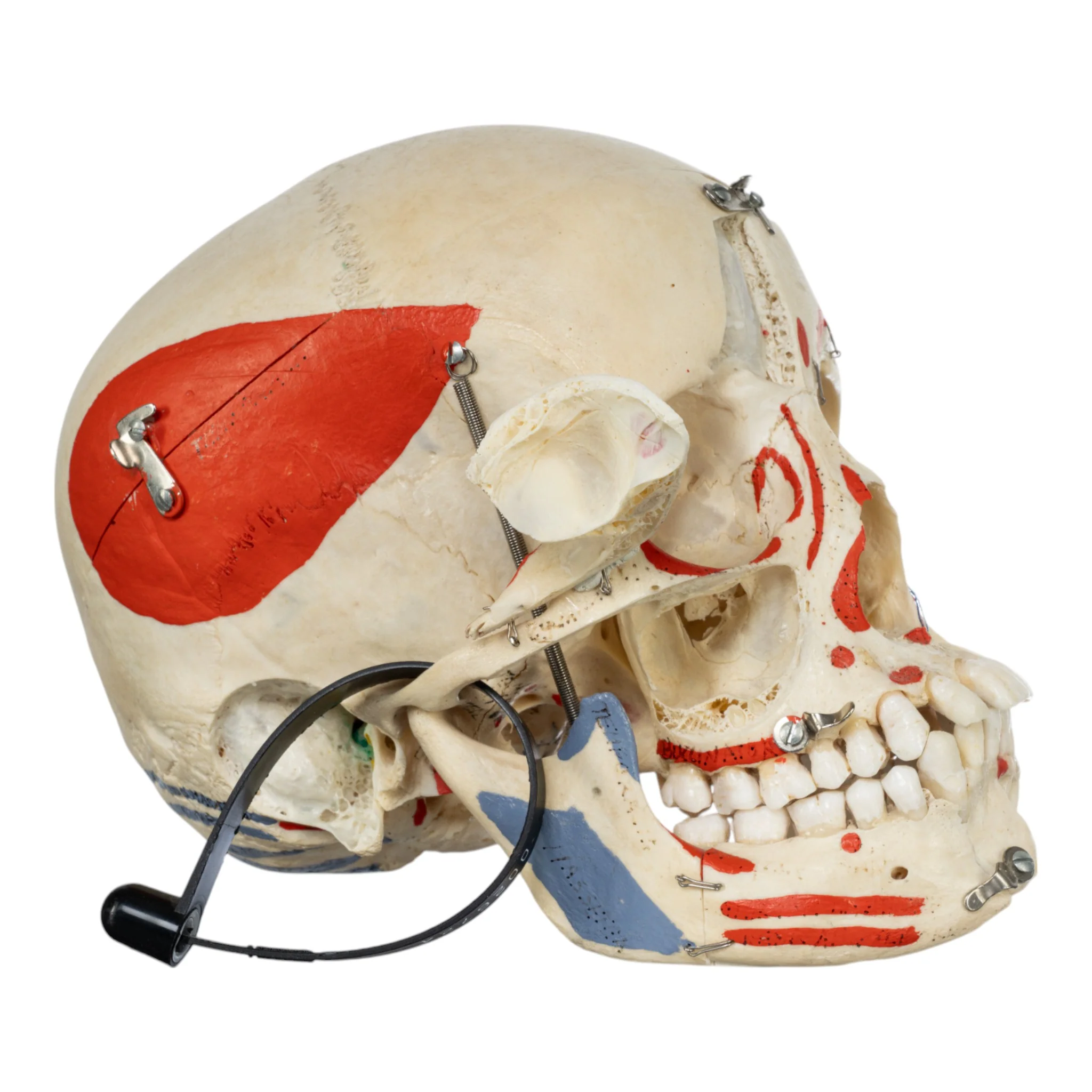Real Human Skull - Dissected - Image 10
