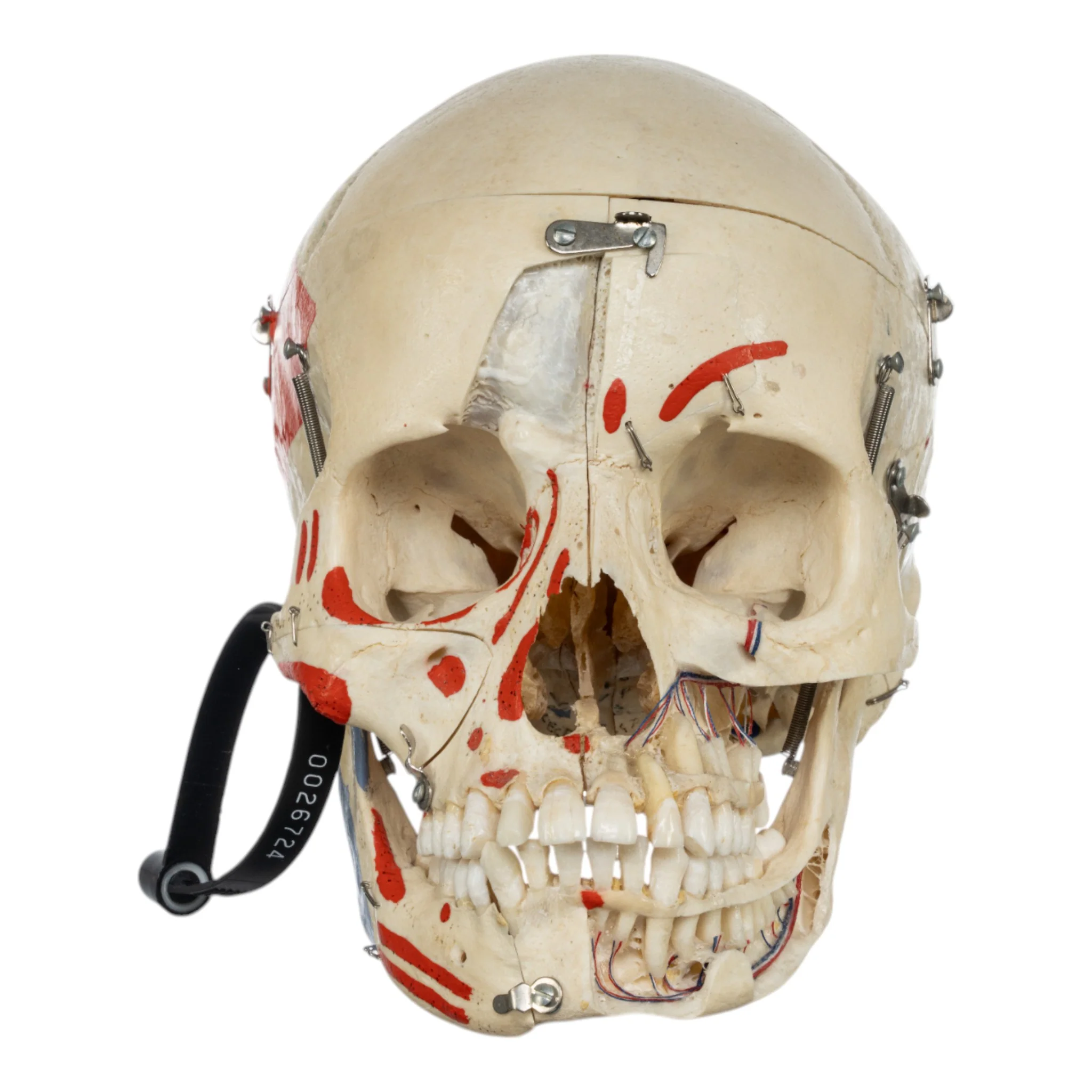Real Human Skull - Dissected - Image 3