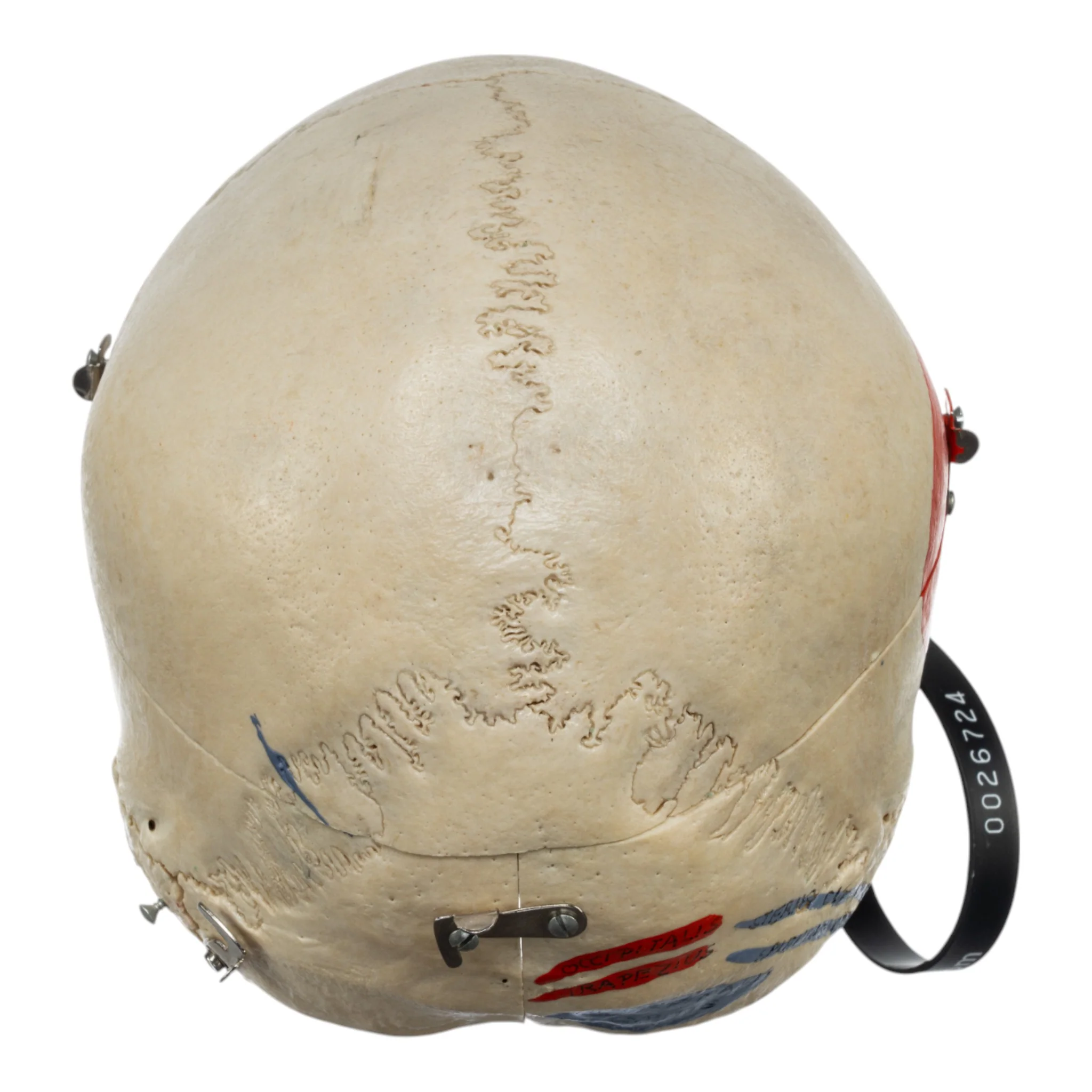 Real Human Skull - Dissected - Image 5