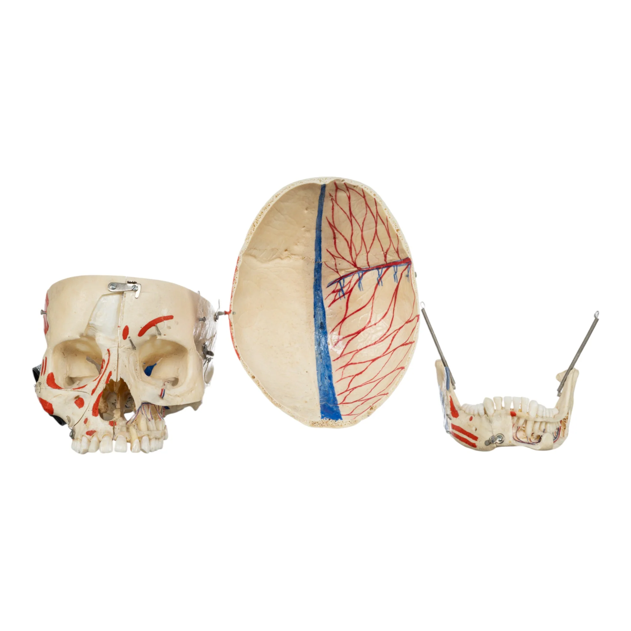 Real Human Skull - Dissected - Image 7