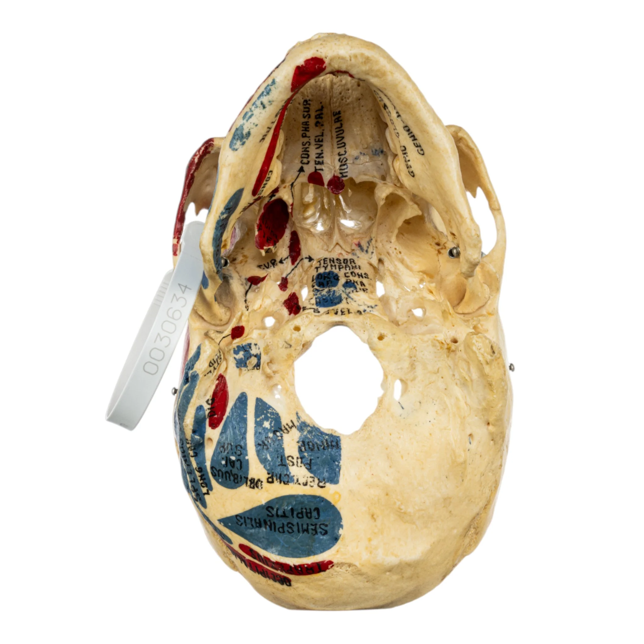 Real Human Skull - Partial, Painted - Image 5