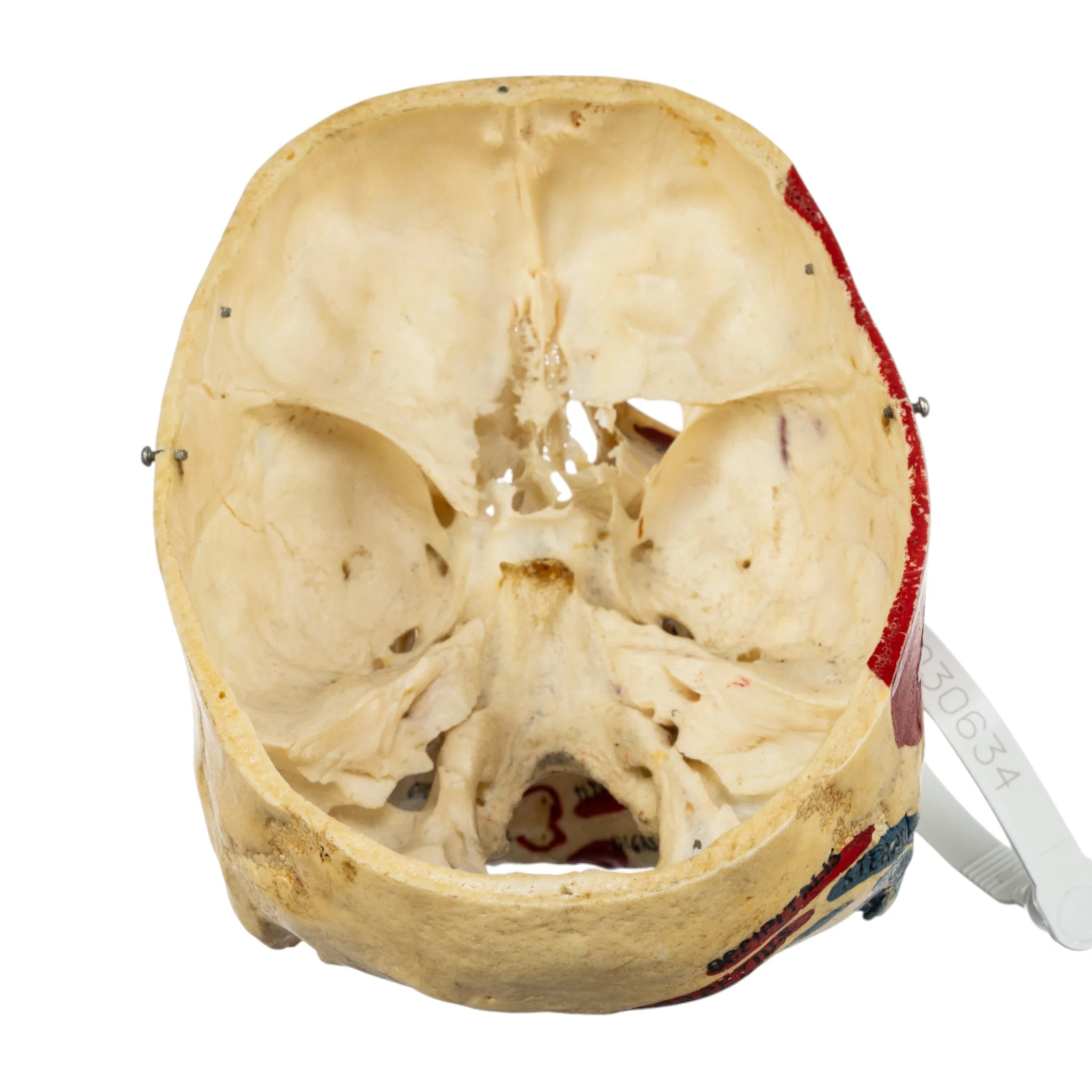Real Human Skull - Partial, Painted - Image 6