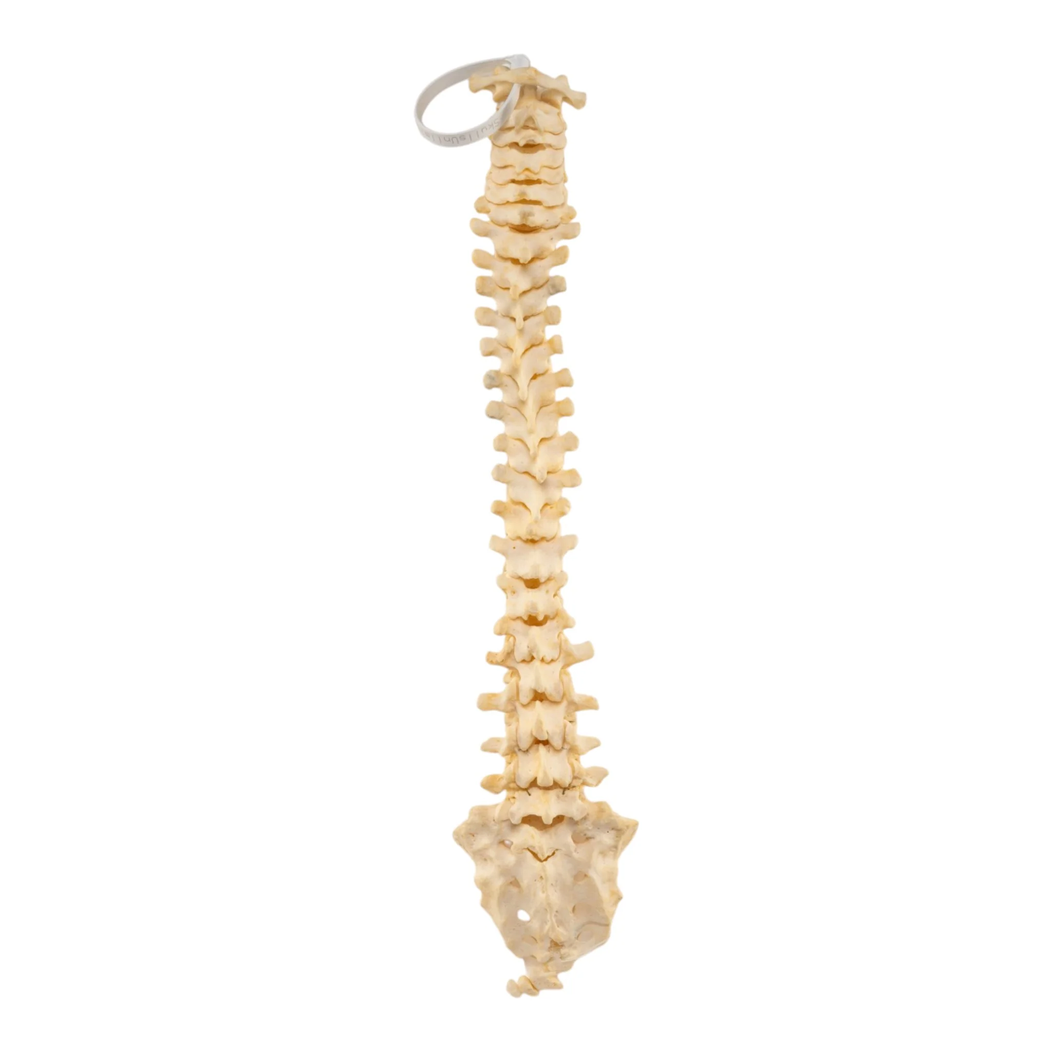 Real Human Spine, Sacrum and Coccyx - Loosely-Strung