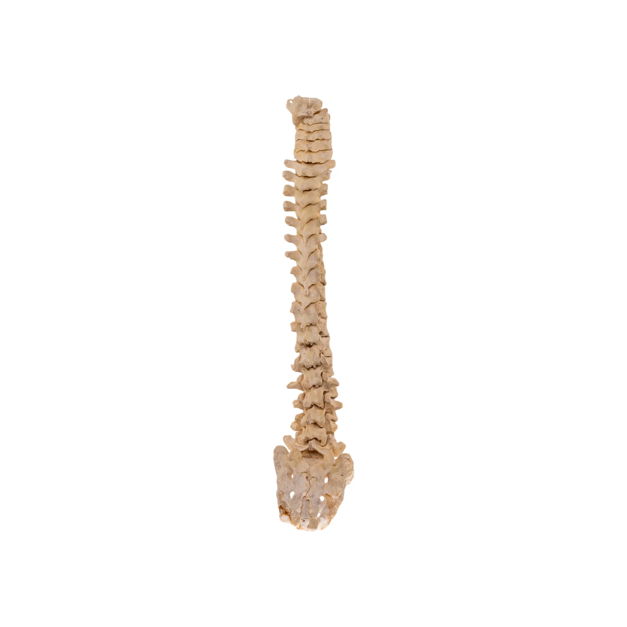 Real Human Spine and Sacrum - Image 2