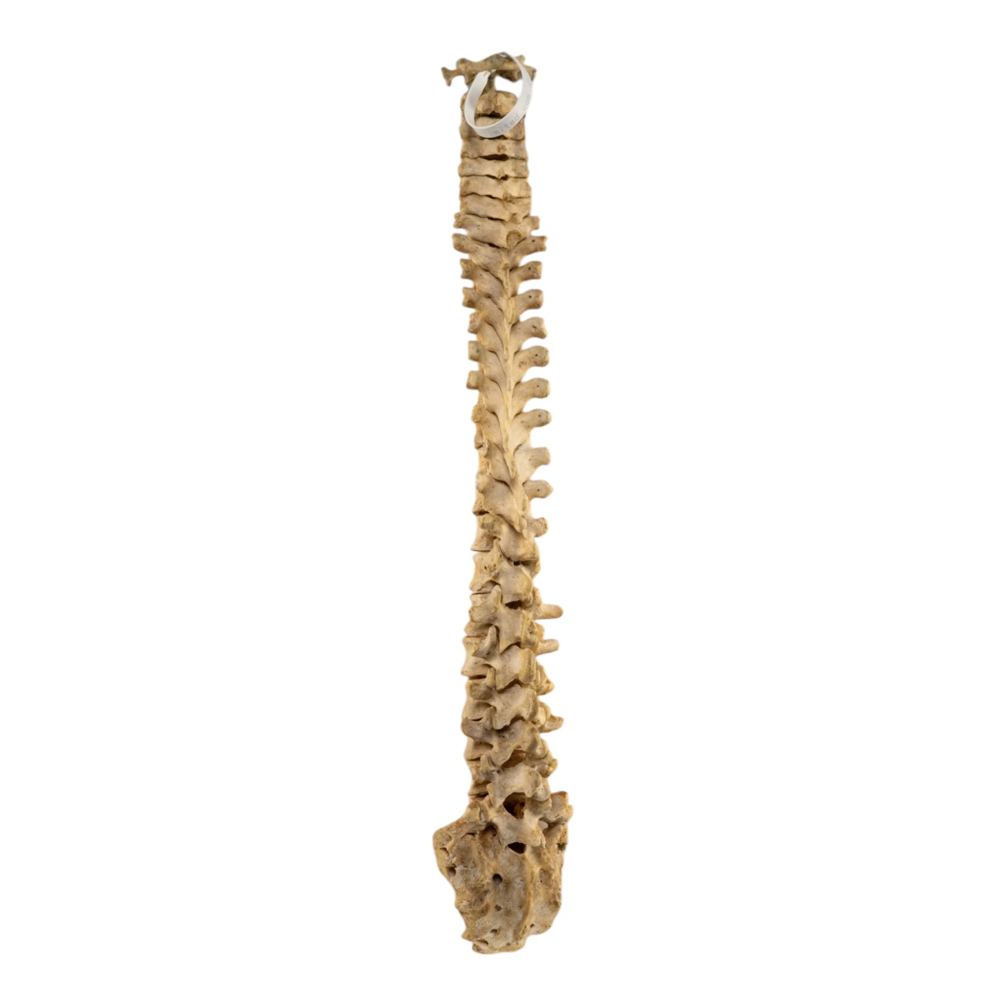 Real Human Spine and Sacrum - Loosely Strung