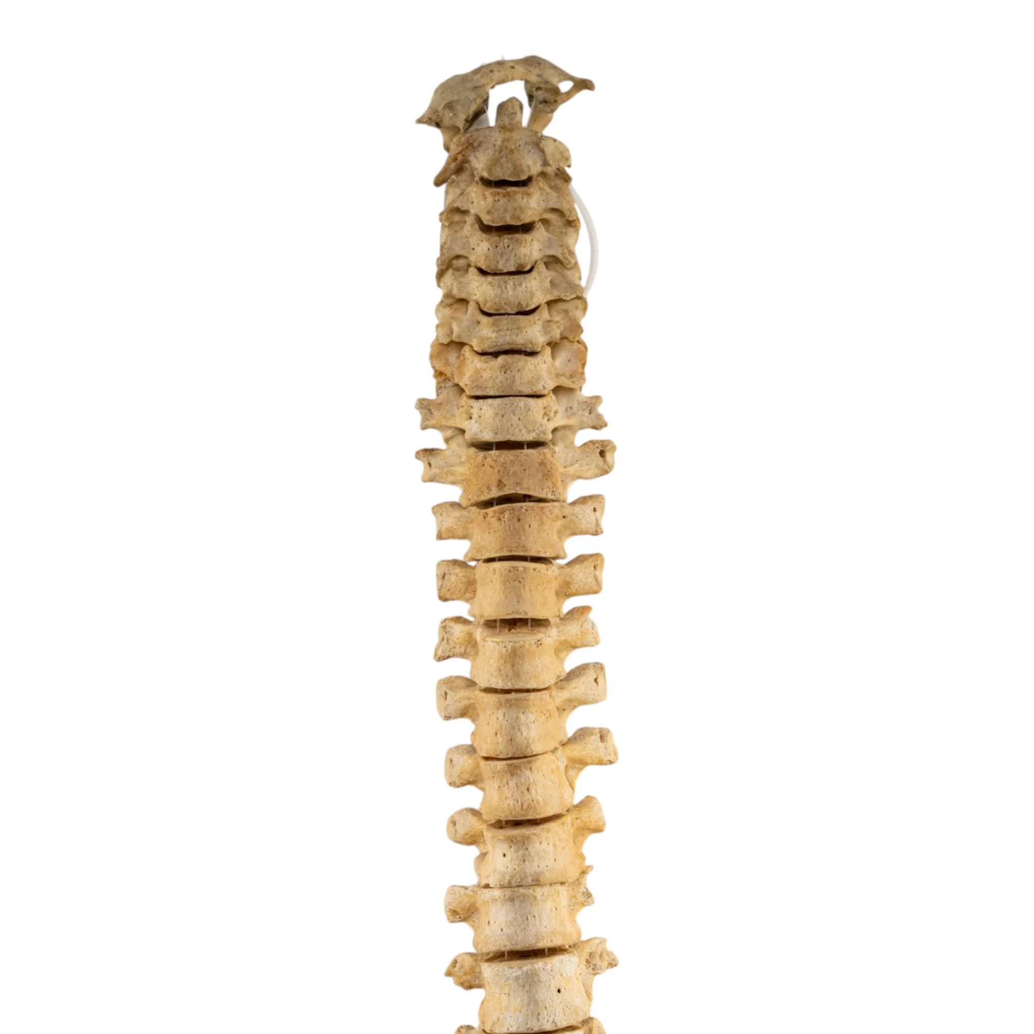 Real Human Spine and Sacrum - Loosely Strung - Image 5
