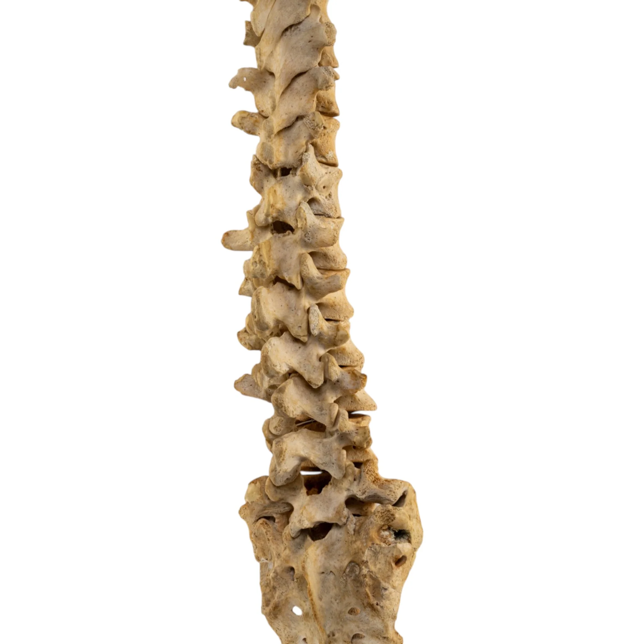 Real Human Spine and Sacrum - Loosely Strung - Image 7