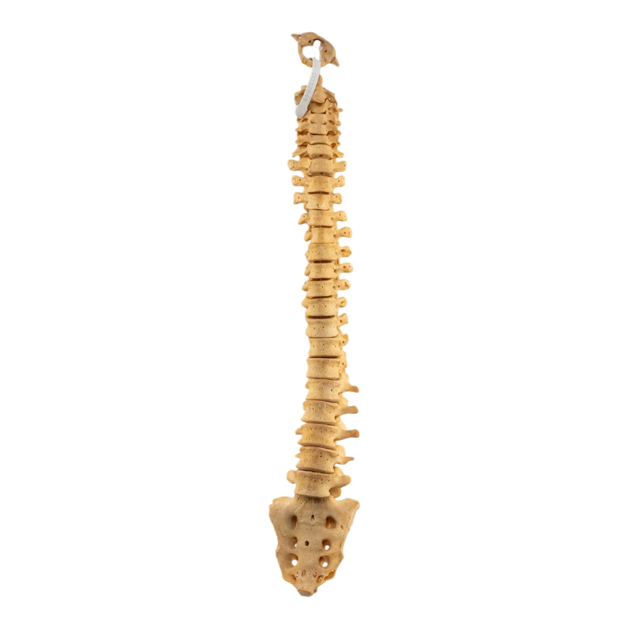 Real Human Spine and Sacrum - Loosely Strung - Image 2