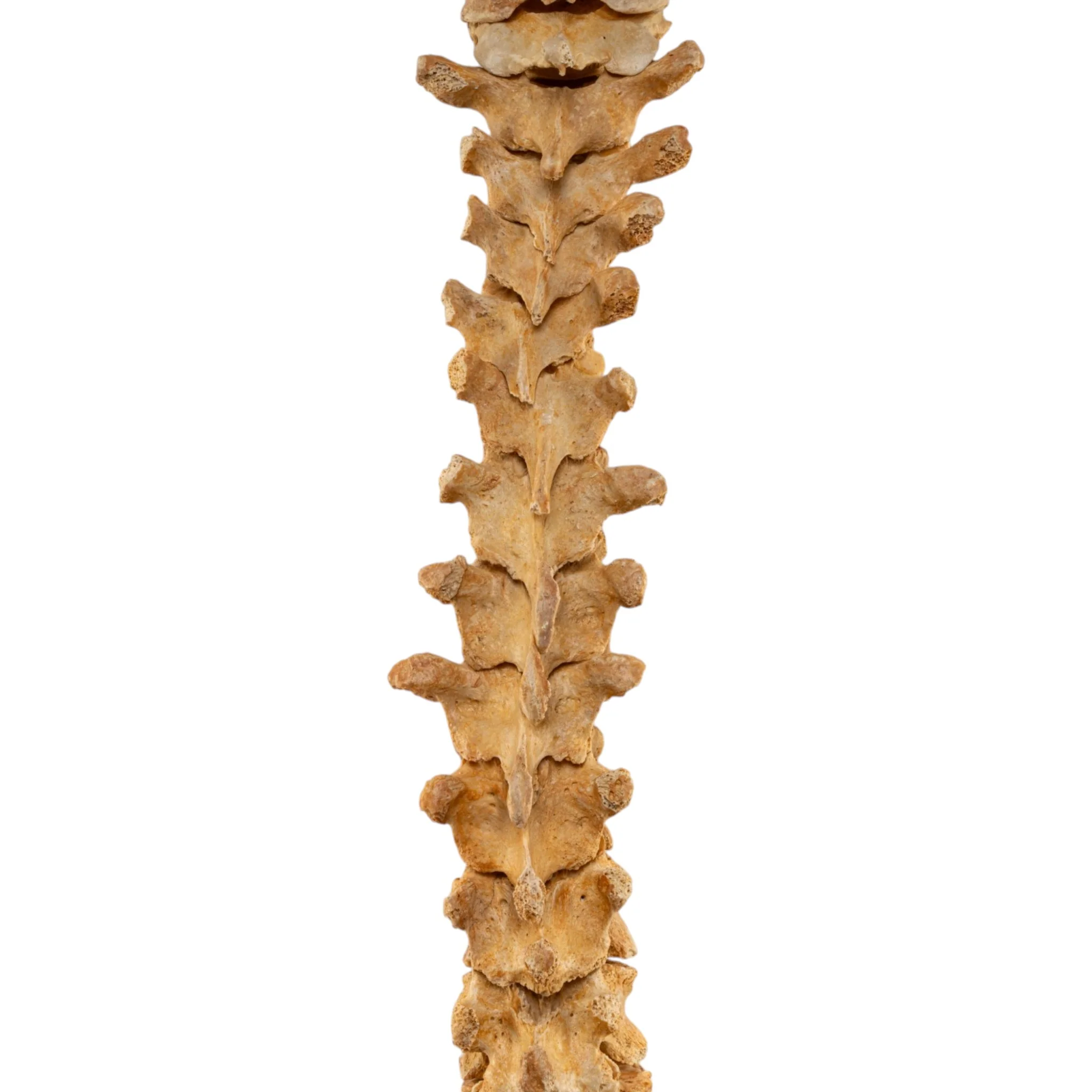 Real Human Spine - Loosely Strung - Image 4