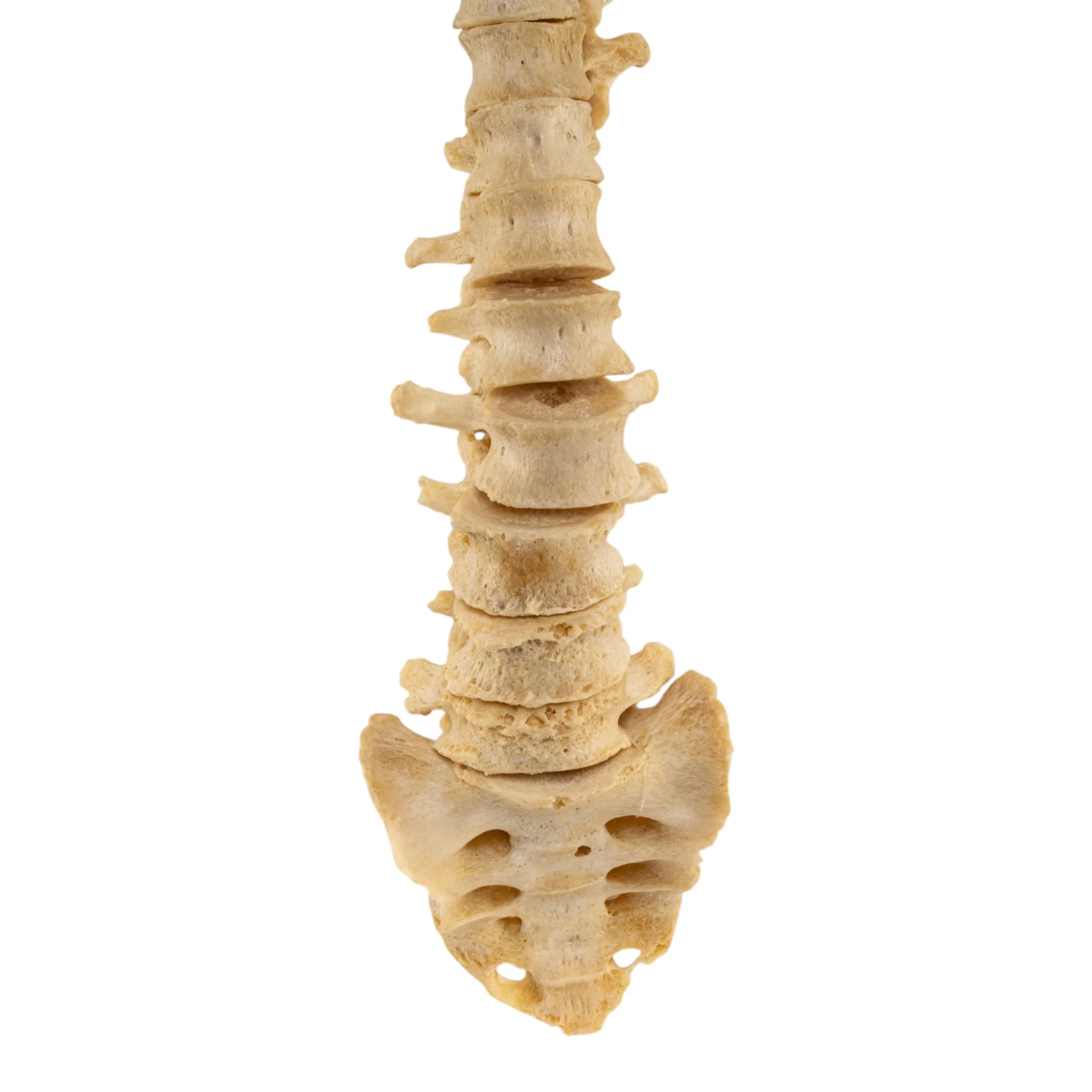 Real Human Spine - Loosely Strung - Image 3