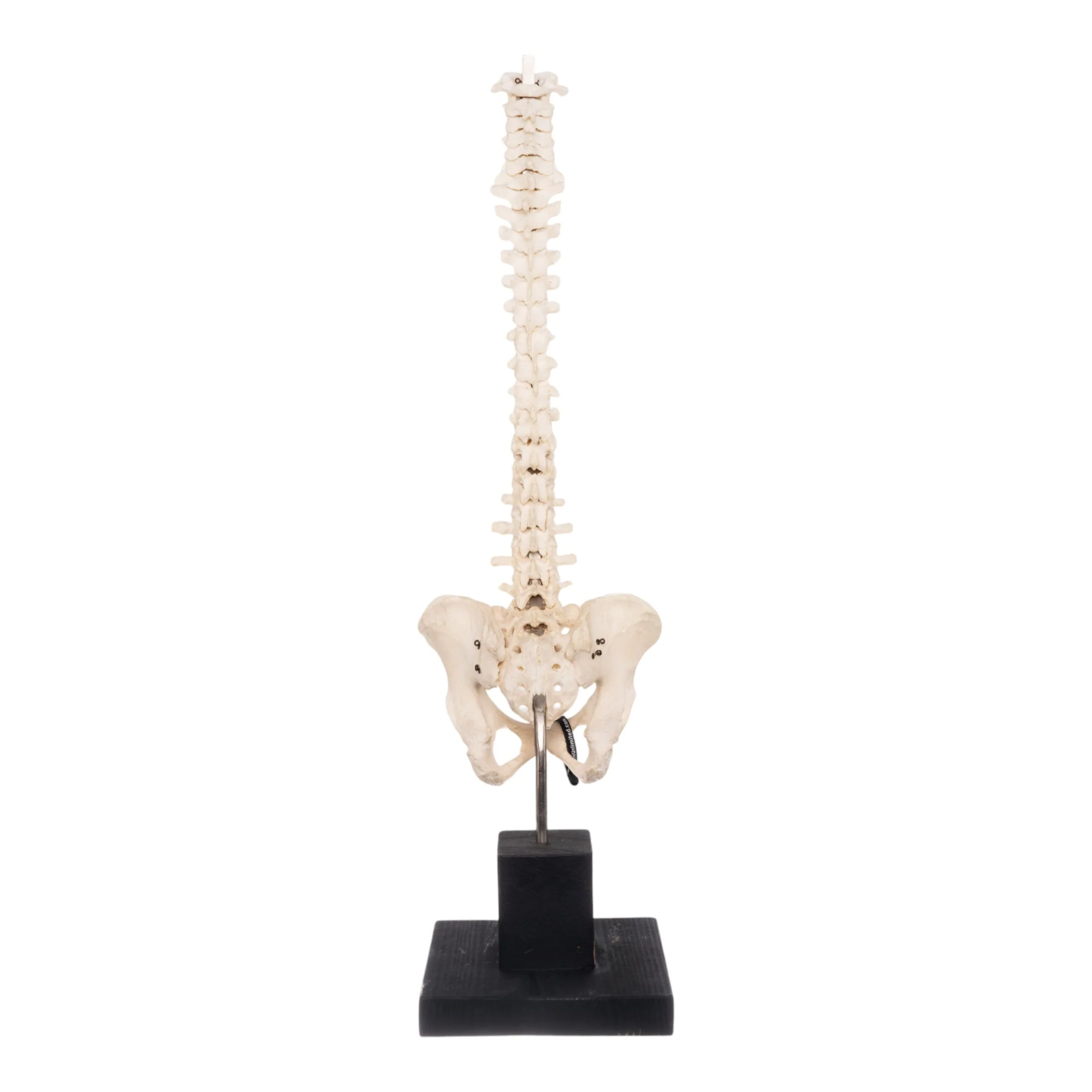 Real Human Spine, Sacrum, and Pelvis on Stand - Image 3