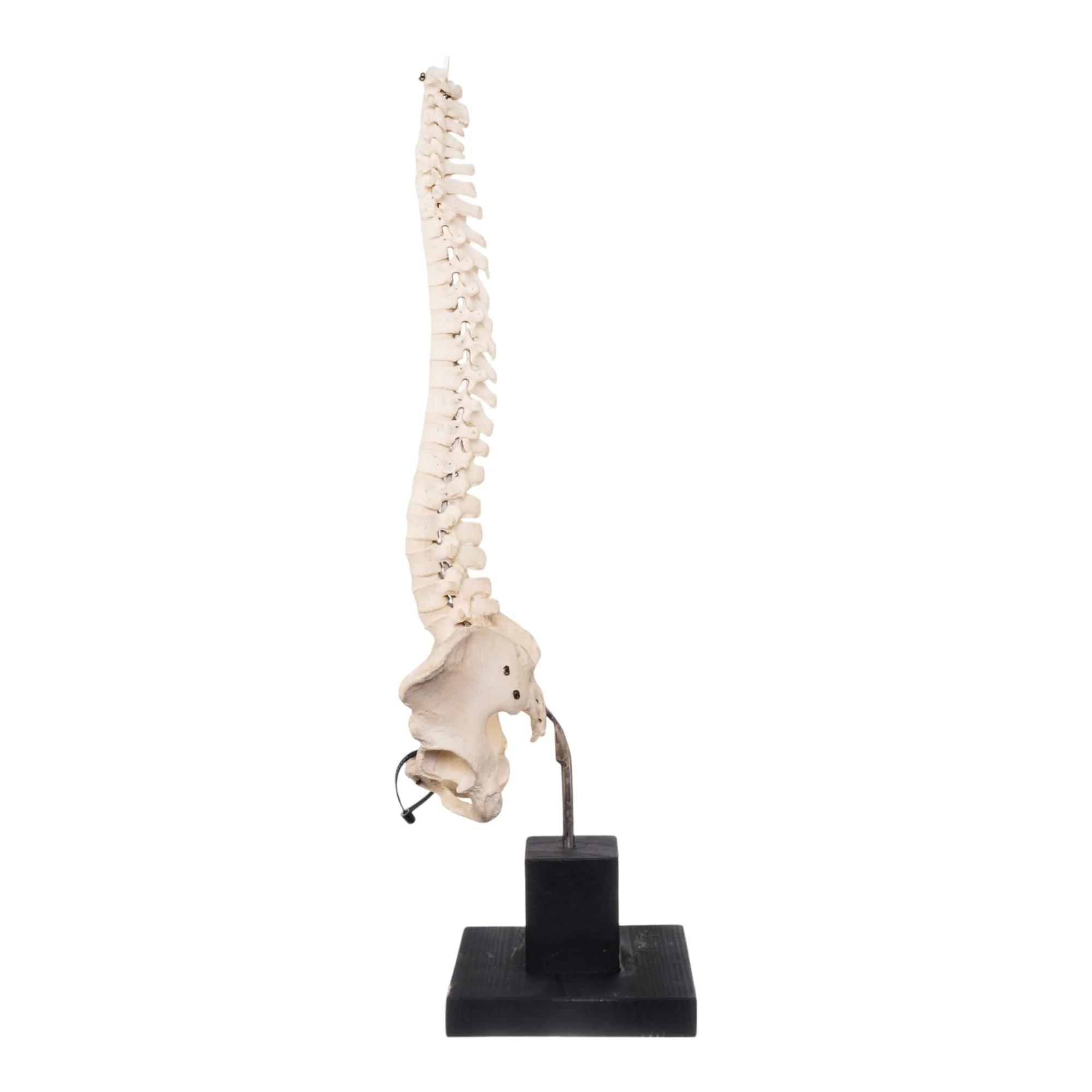 Real Human Spine, Sacrum, and Pelvis on Stand - Image 4