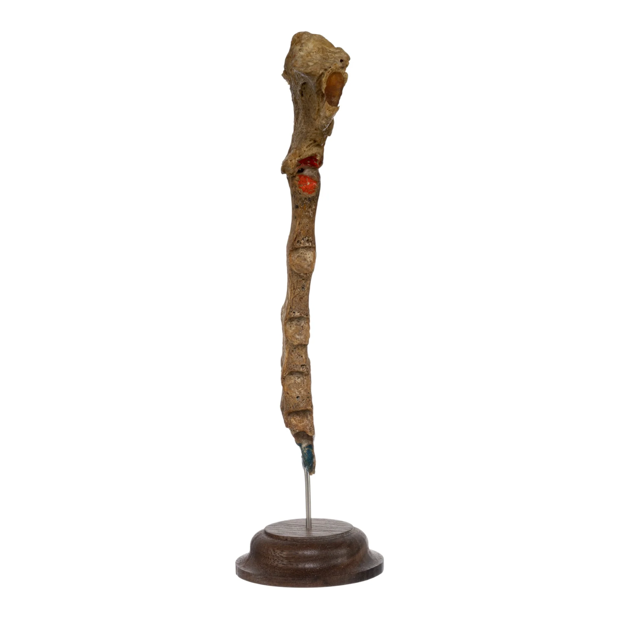 Real Human Sternum on Stand - Image 2