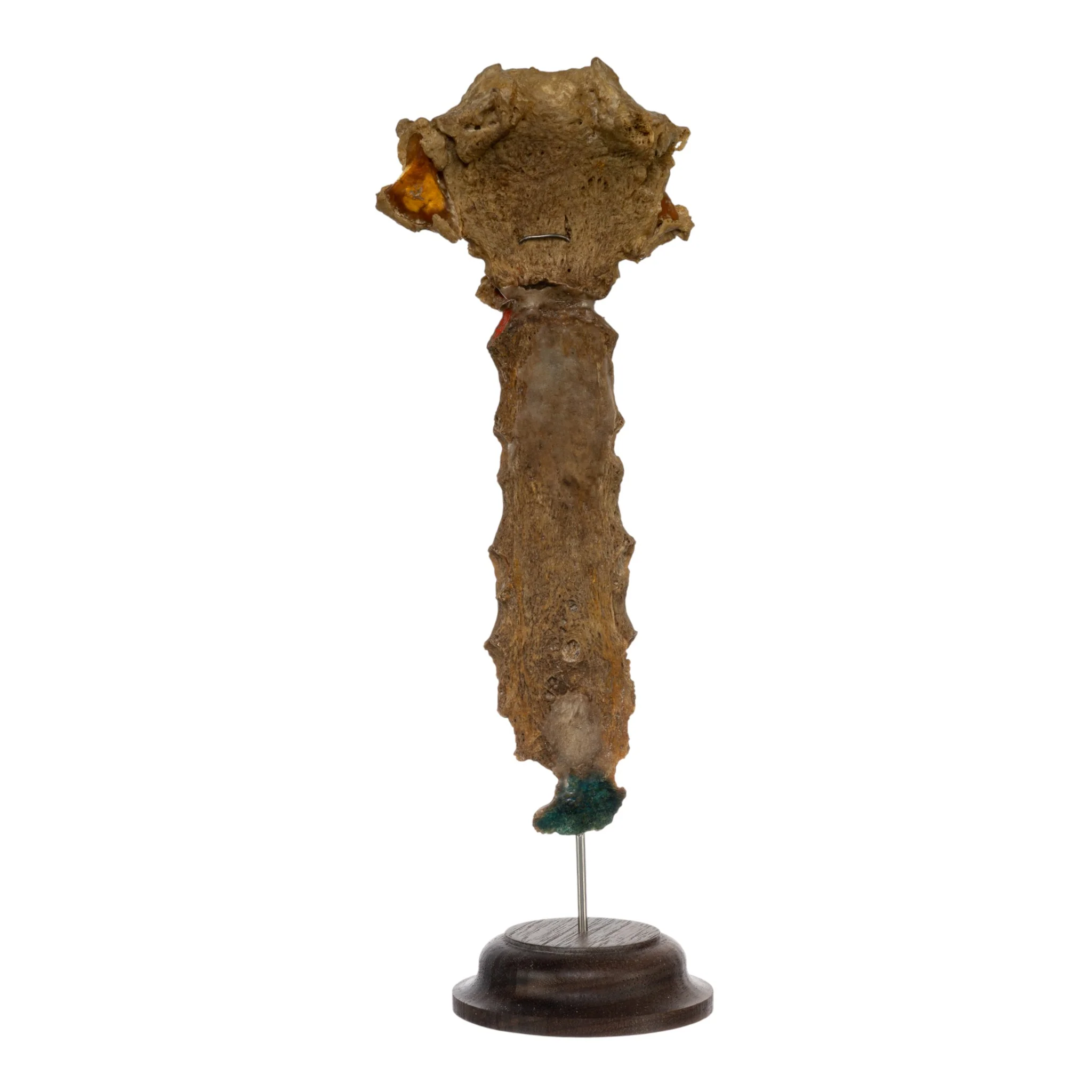Real Human Sternum on Stand - Image 3