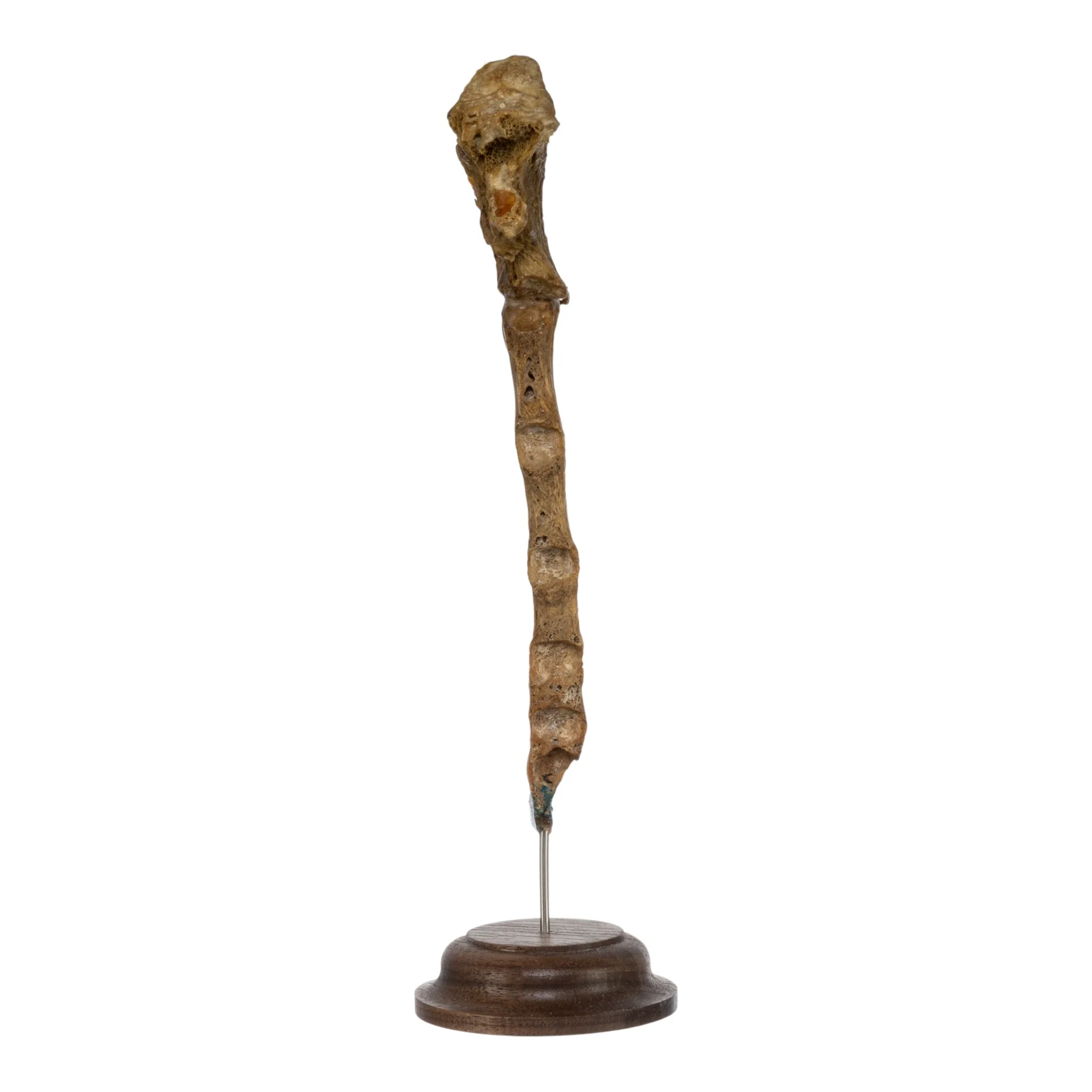 Real Human Sternum on Stand - Image 4