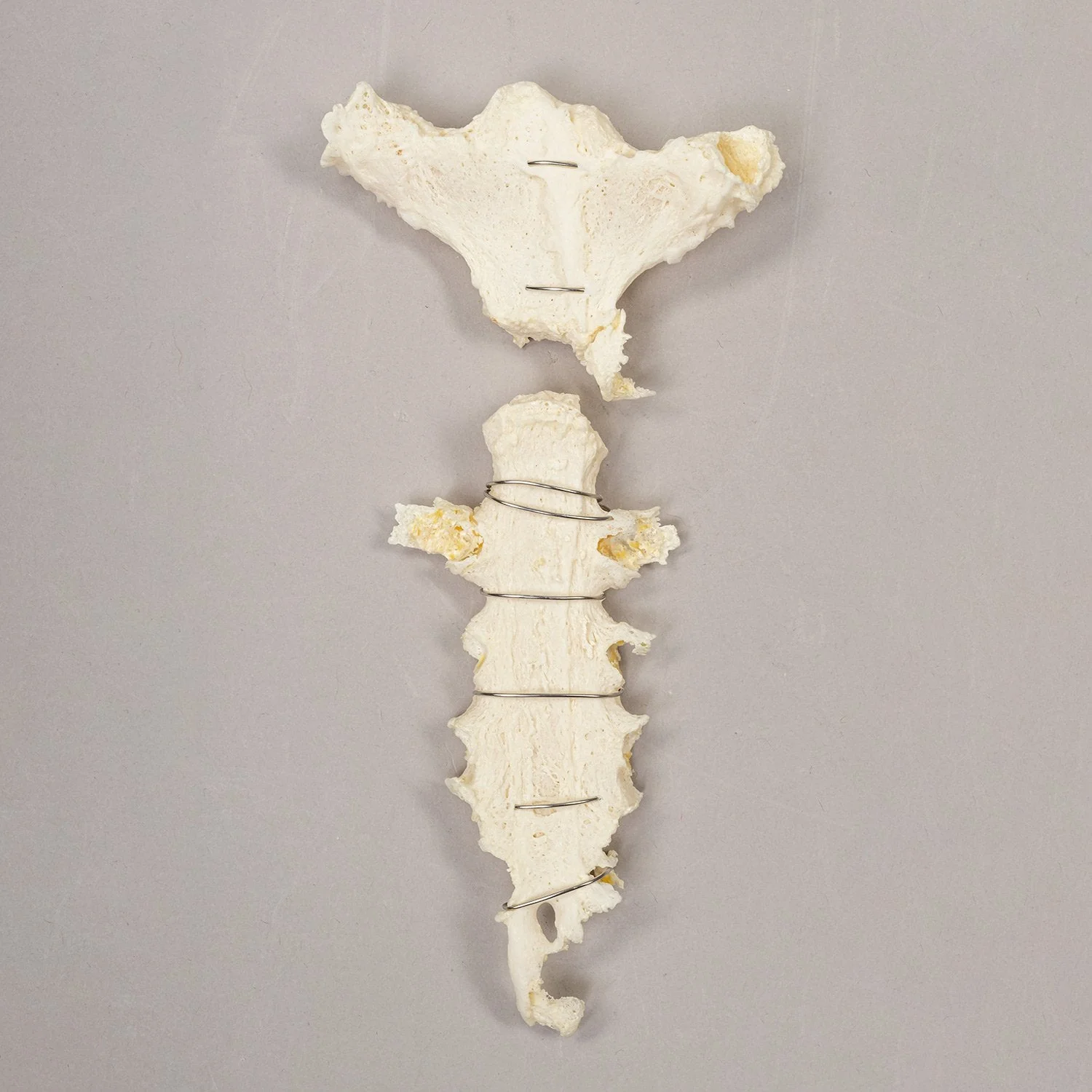 Real Research Quality Human Sternum and Ribs - Image 3