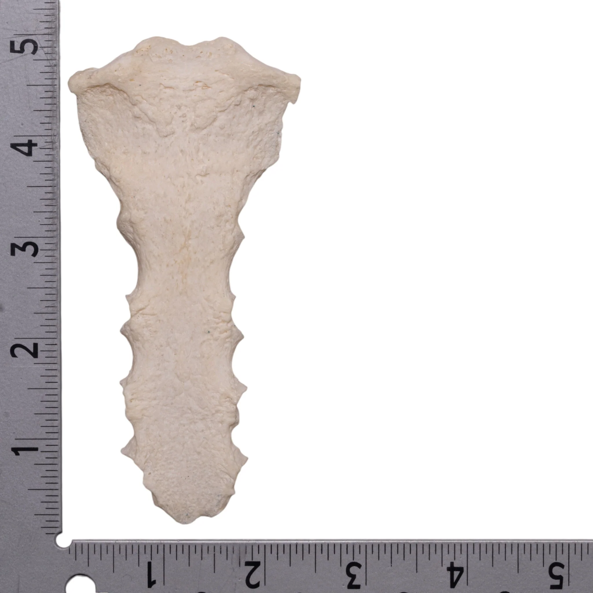Real Human Sternum - Image 2
