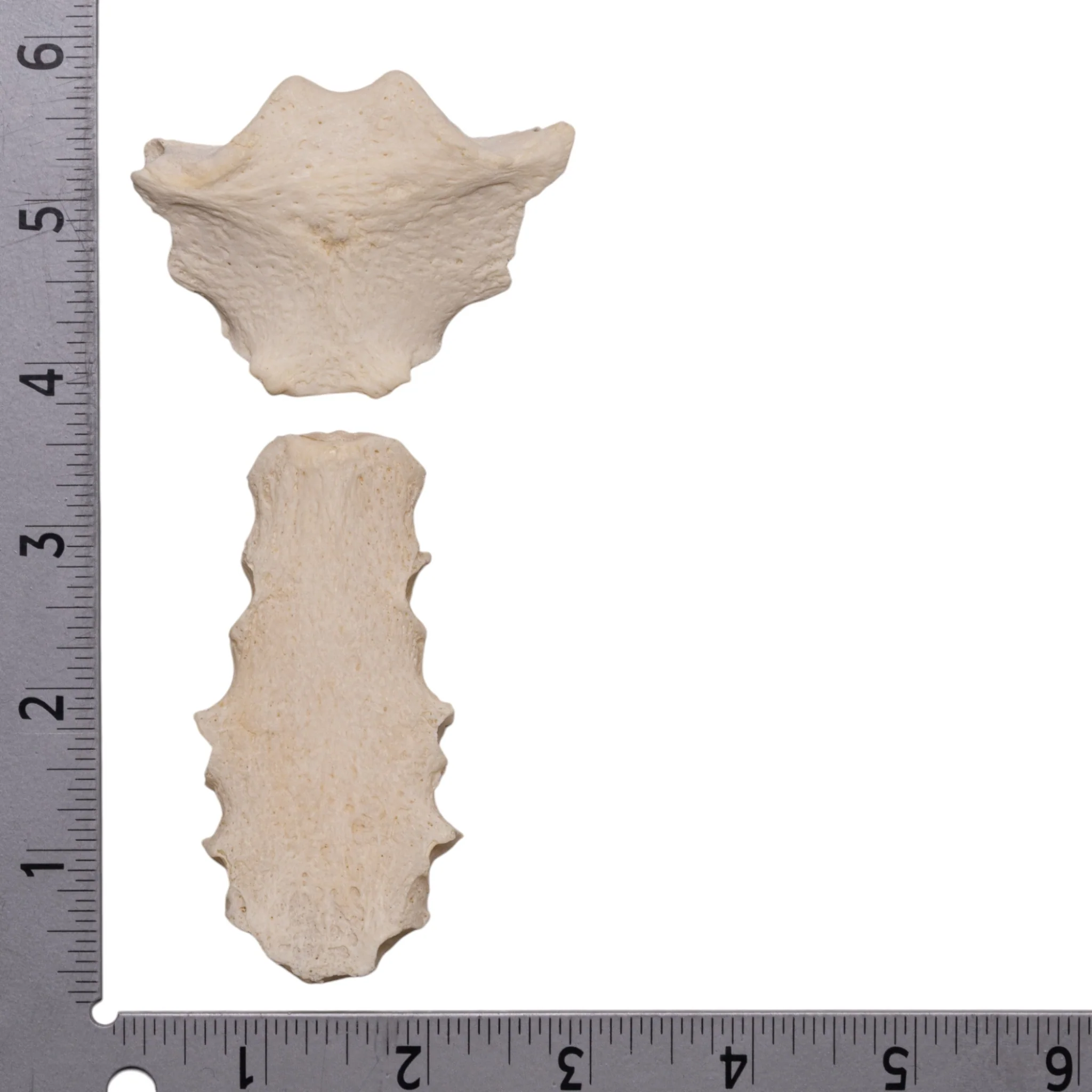Real Human Sternum - Image 3