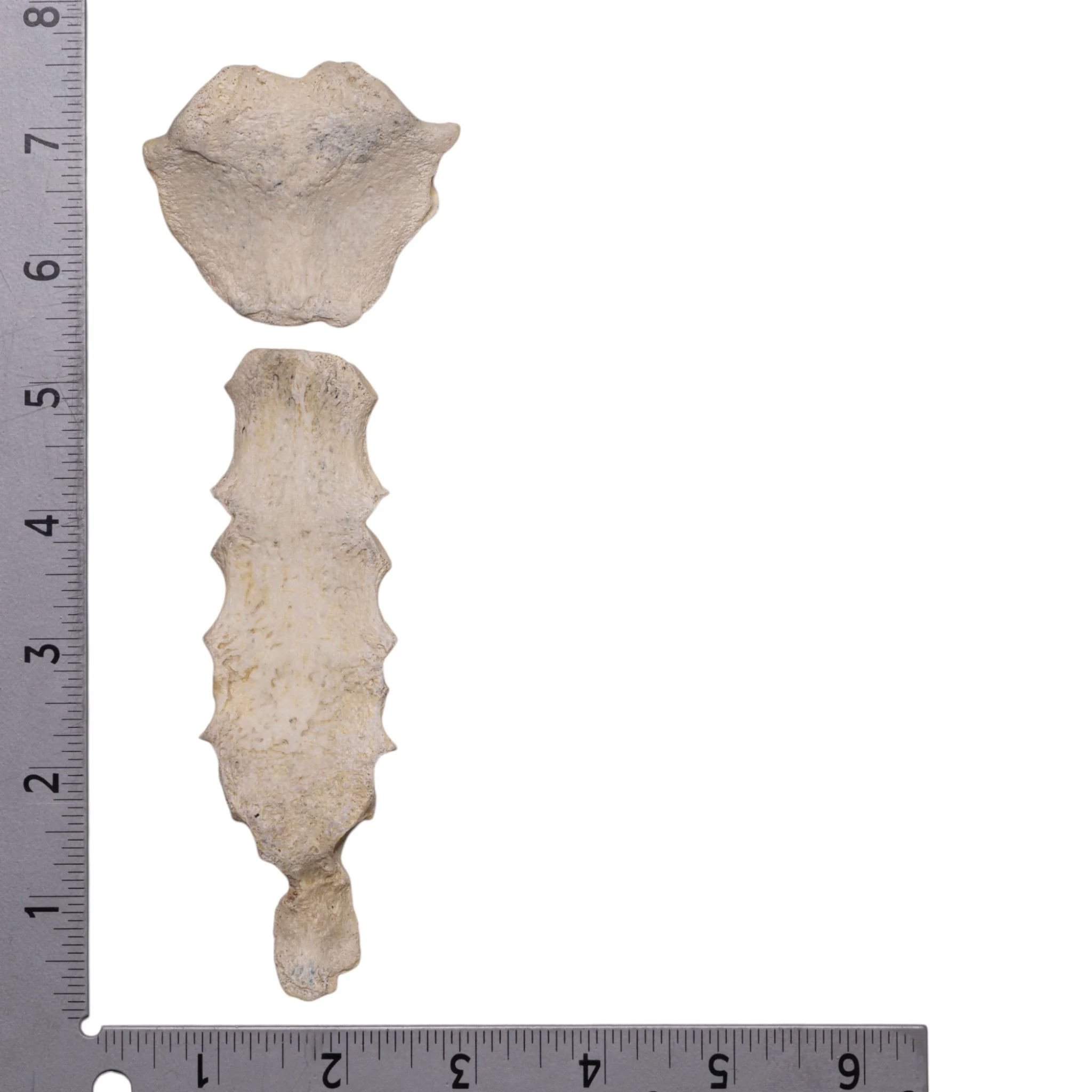 Real Human Sternum - Image 4