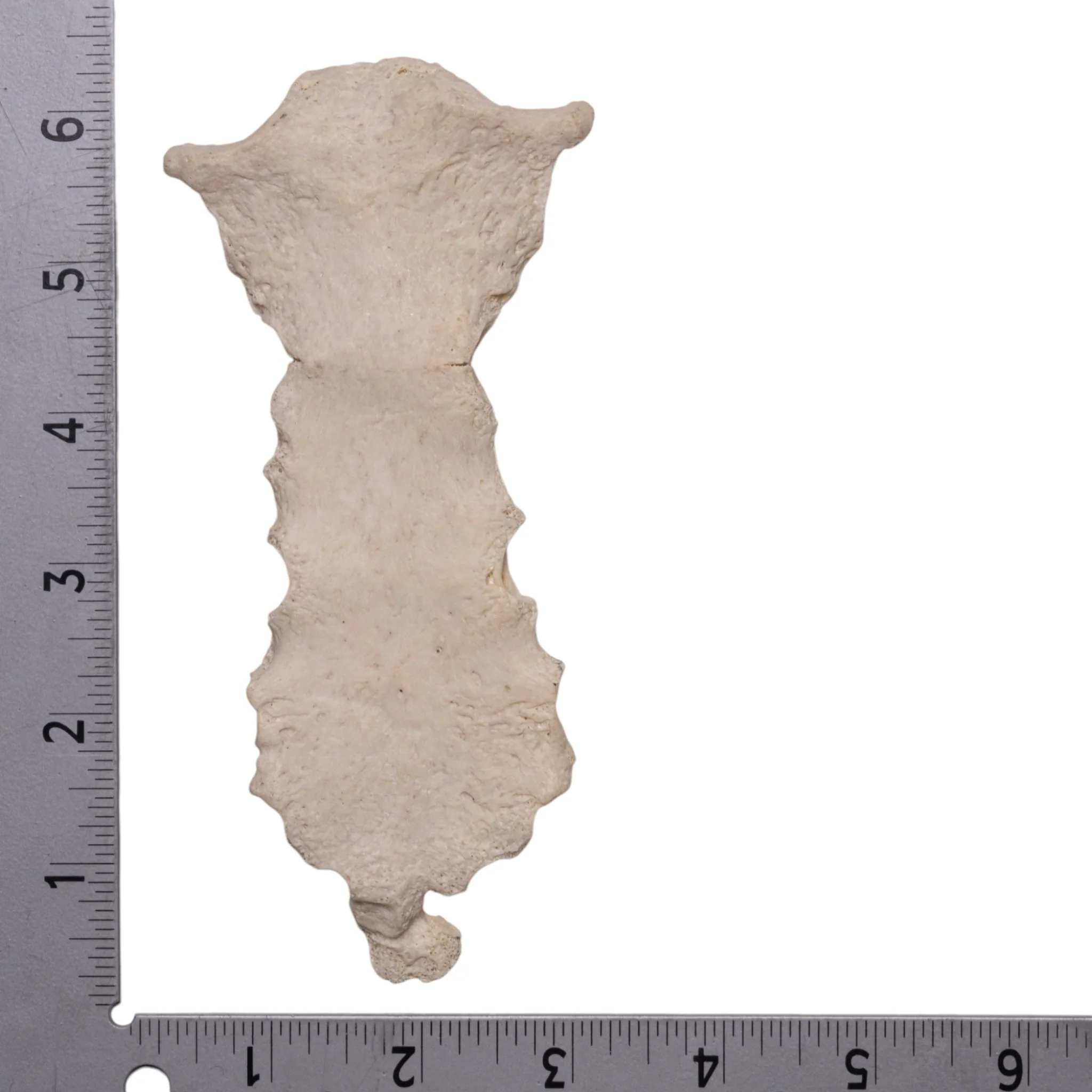 Real Human Sternum - Image 5