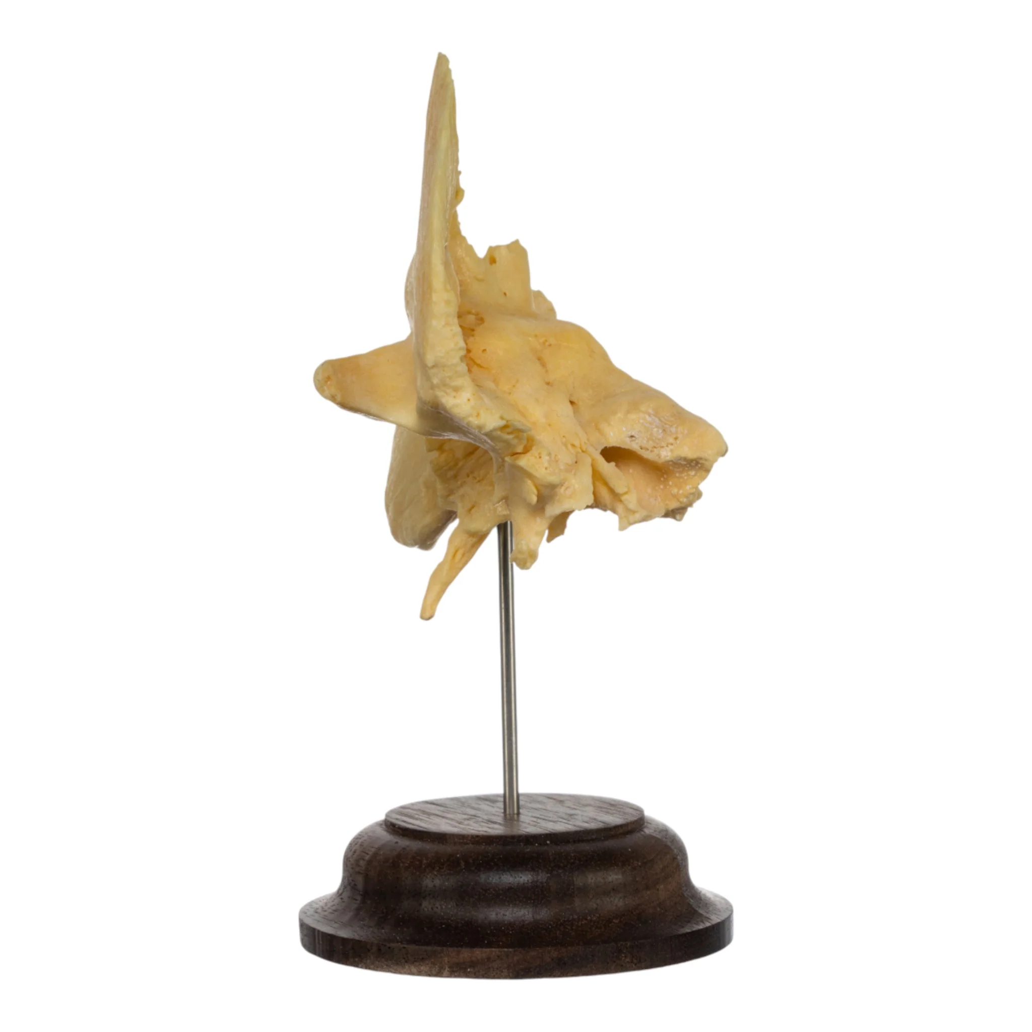 Real Human Temporal Bone on Stand - Image 2