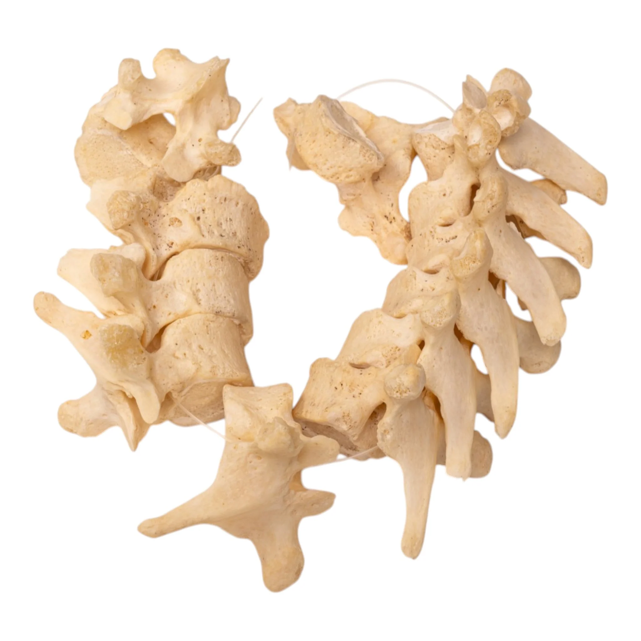 Real Human Thoracic Vertebrae Set - Image 2