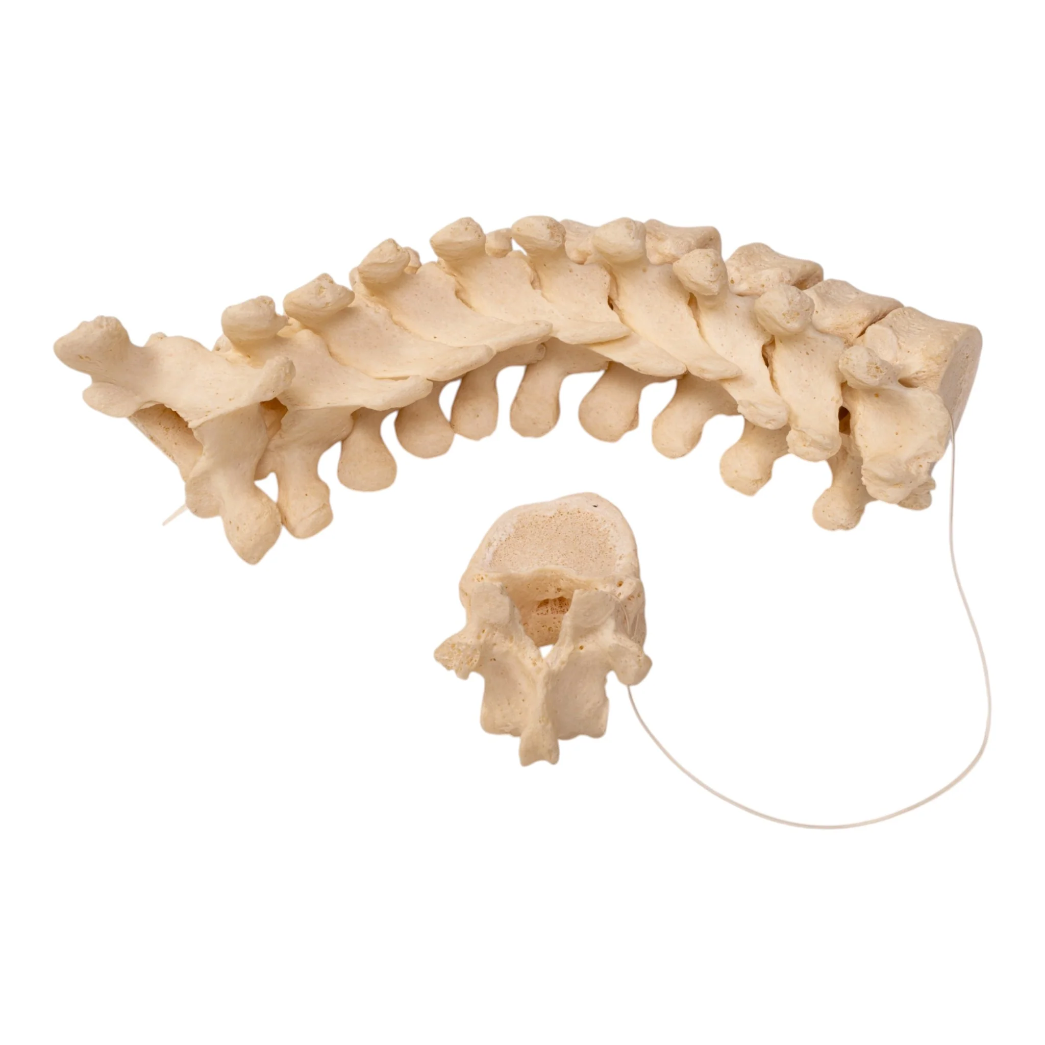 Real Human Thoracic Vertebrae Set - Image 3
