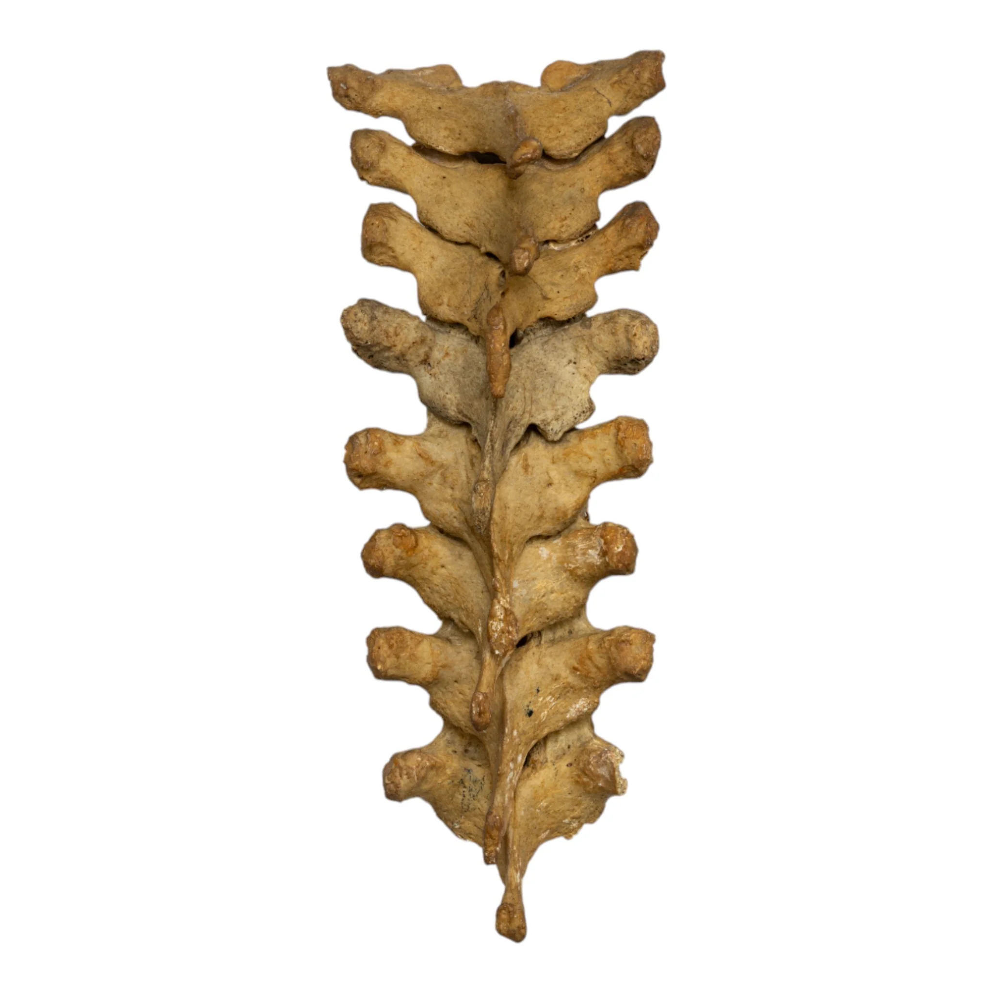 Real Human Thoracic Vertebrae - Set of 8 - Image 3