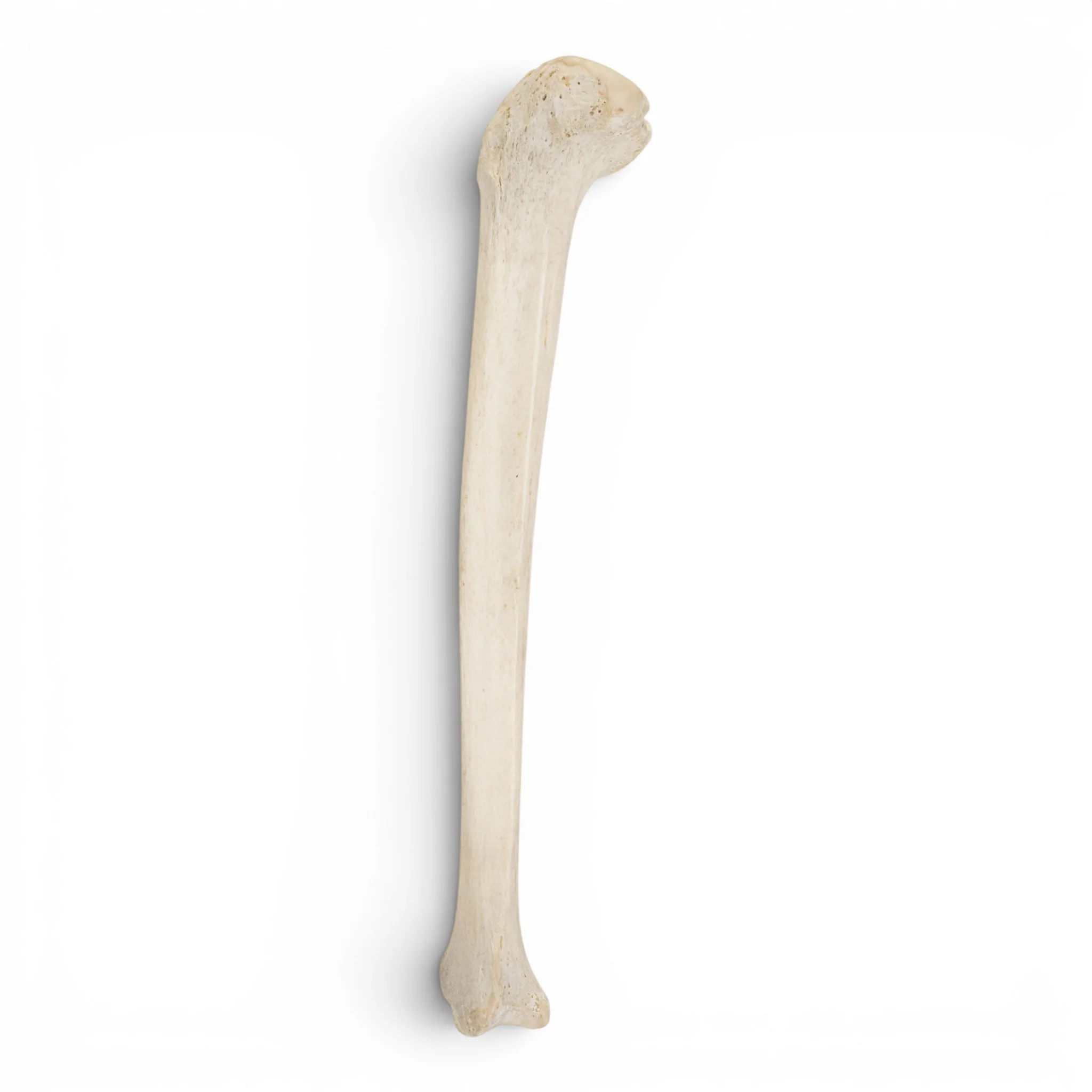 Real Human Tibia - Image 3