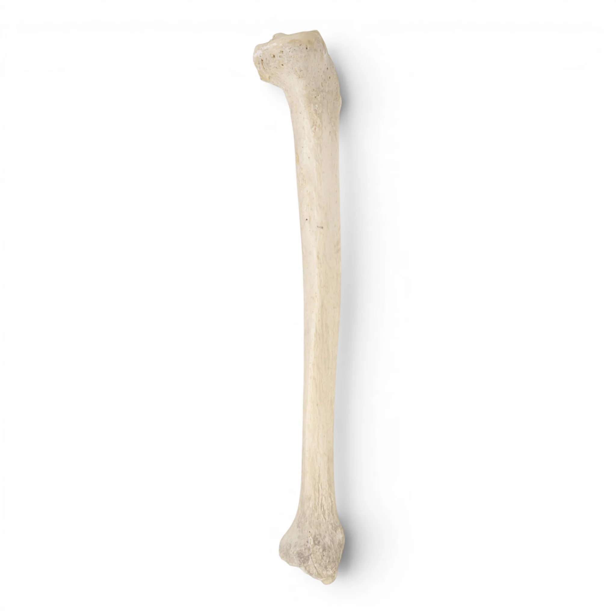 Real Human Tibia - Image 4