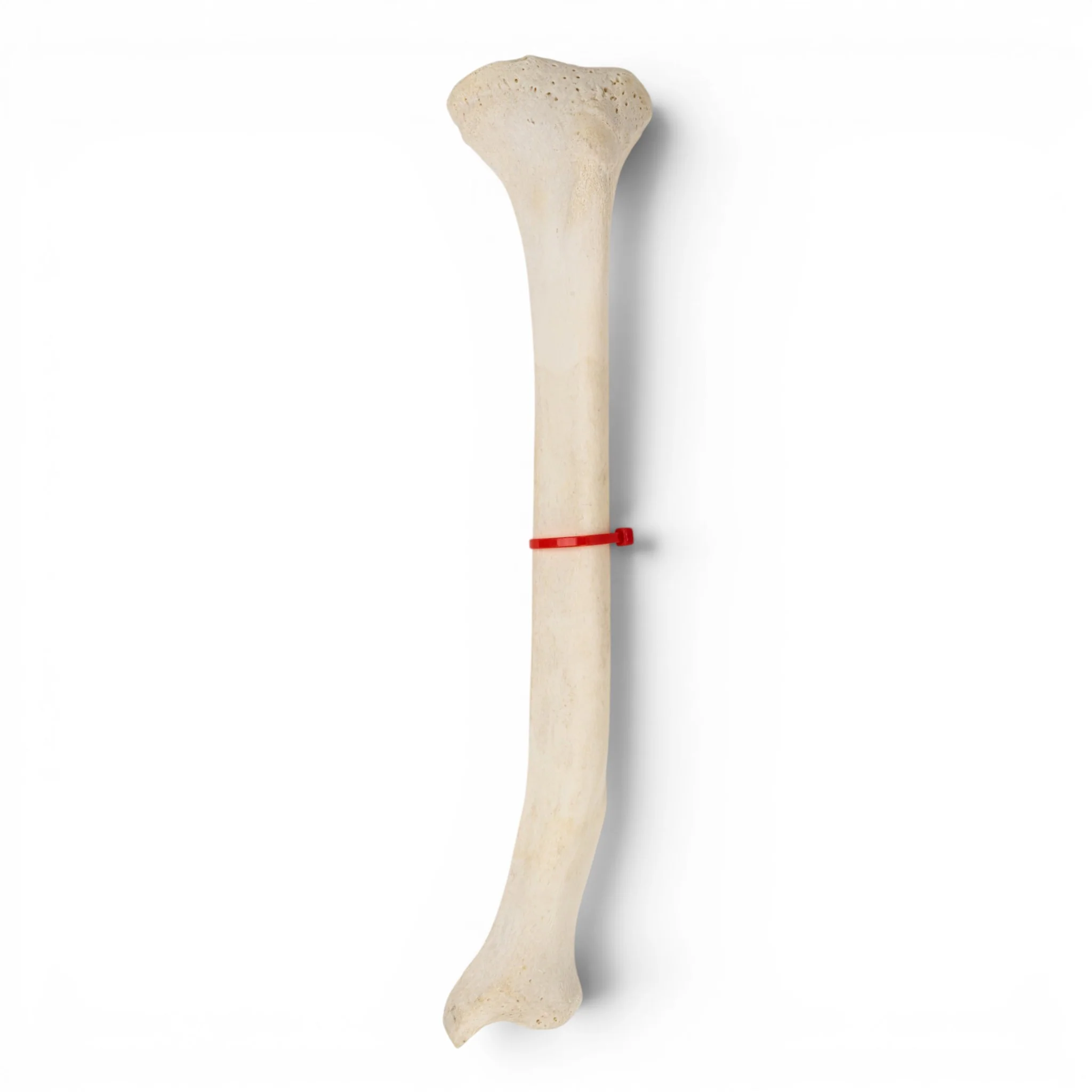 Real Human Tibia - Image 5