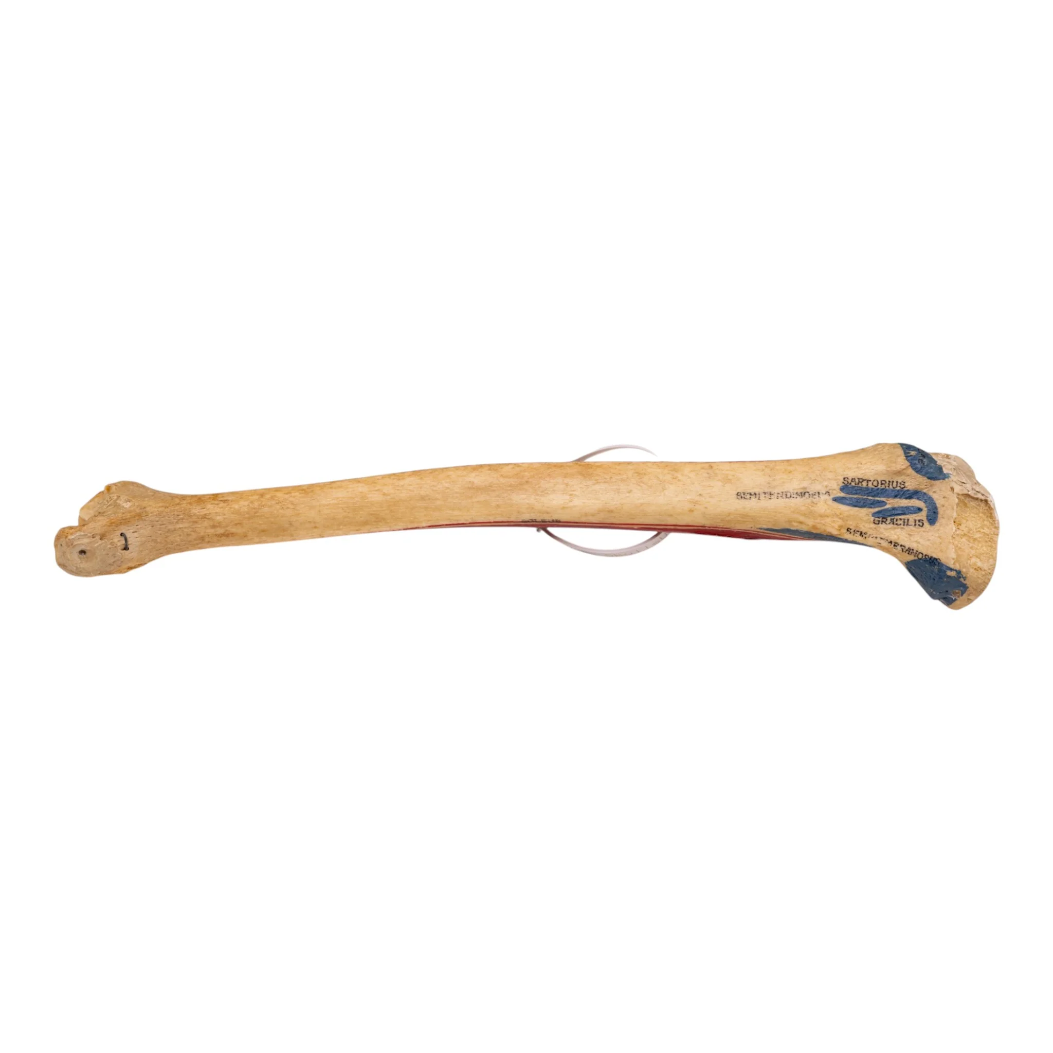 Real Human Tibia and Fibula - Painted - Image 2