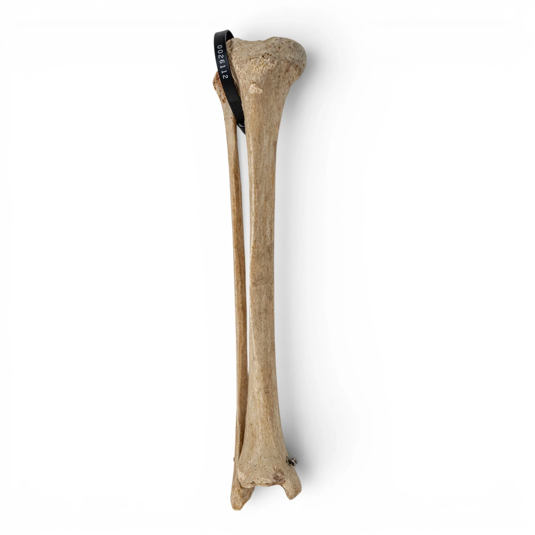 Real Human Tibia and Fibula - Articulated