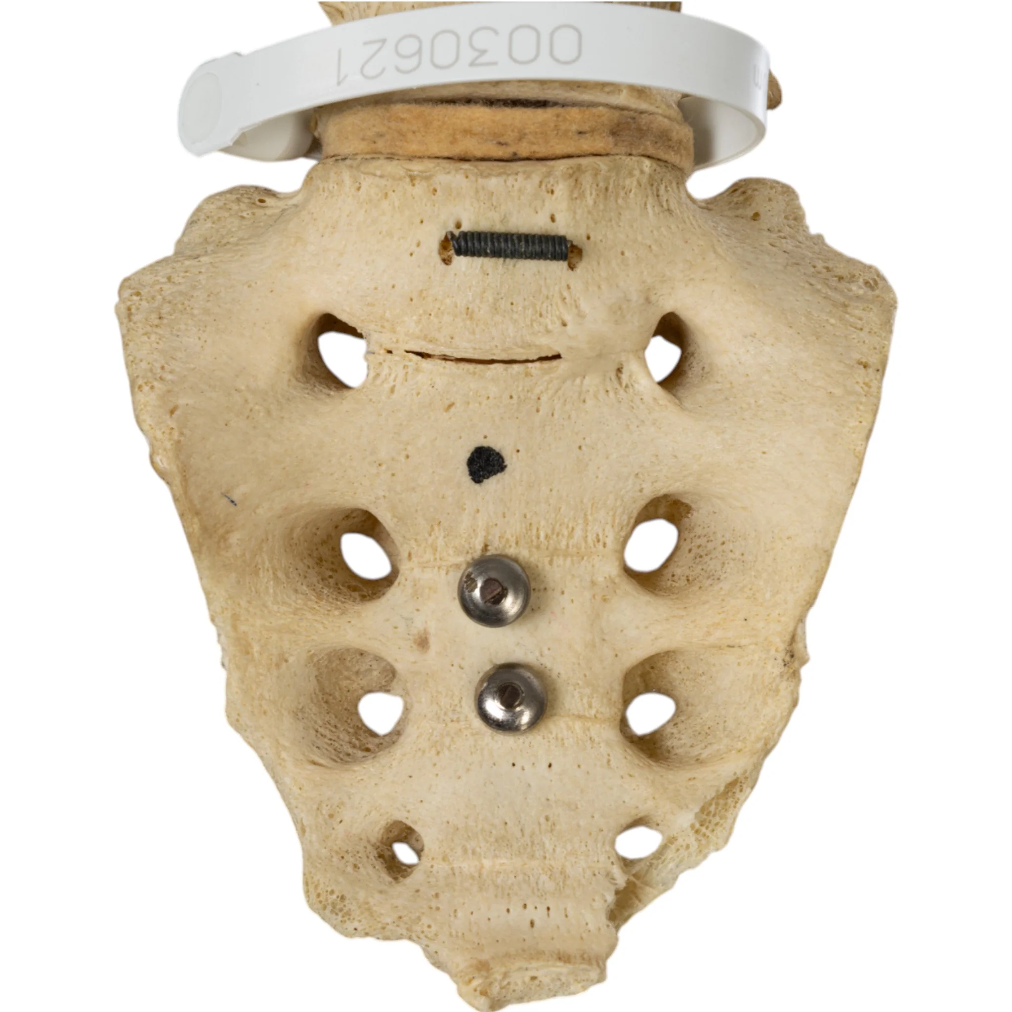 Real Human Torso - Image 10
