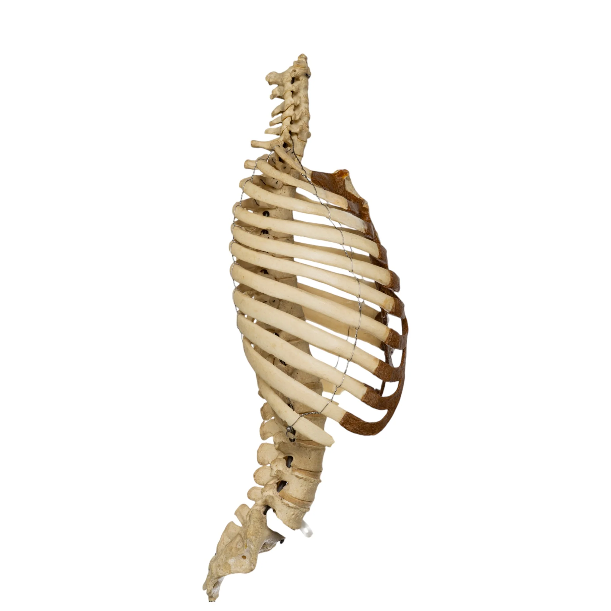 Real Human Torso - Image 2