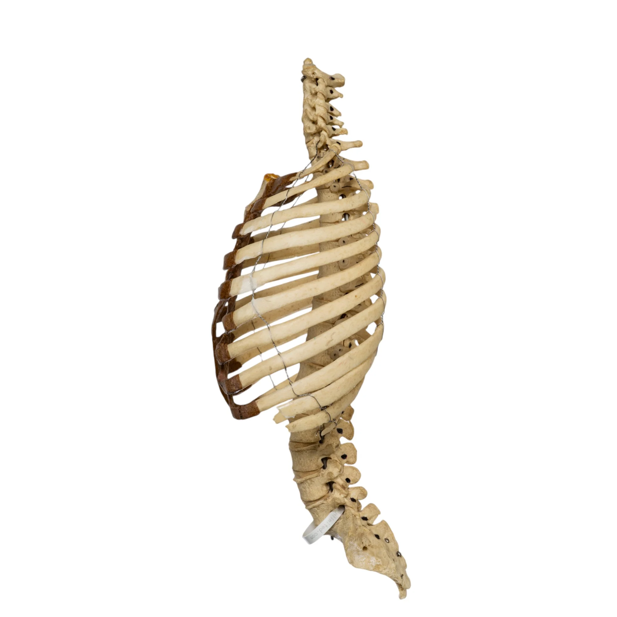 Real Human Torso - Image 4