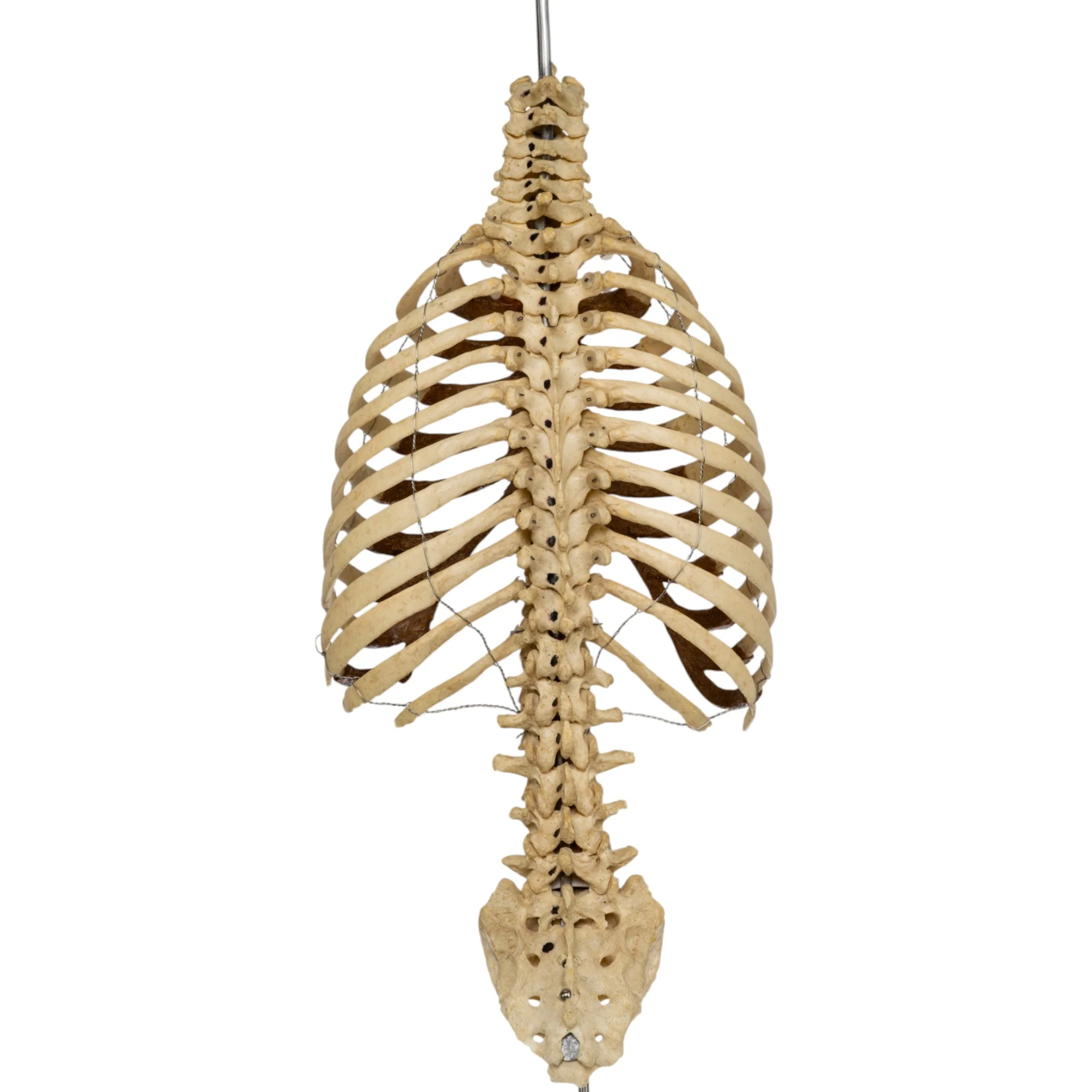 Real Human Torso - Image 5