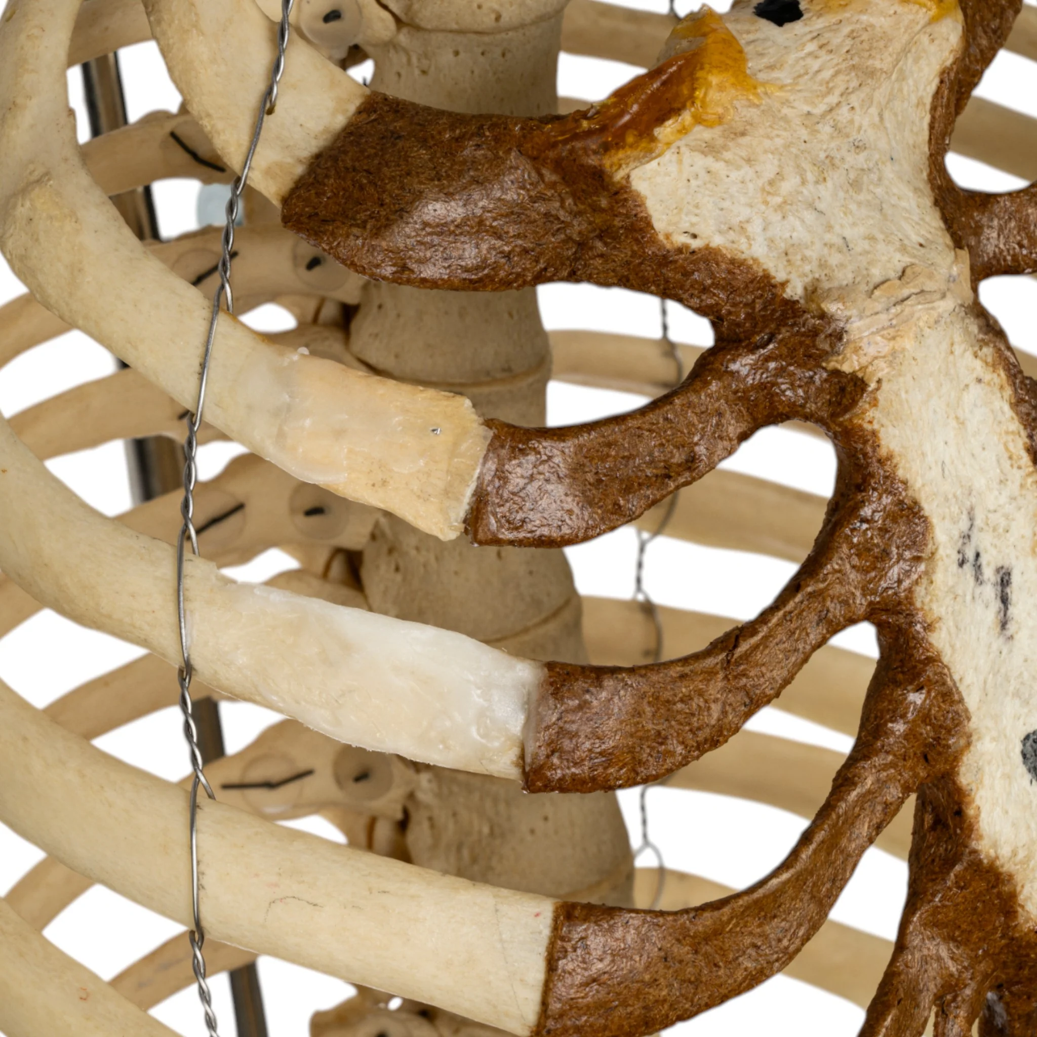 Real Human Torso - Image 6